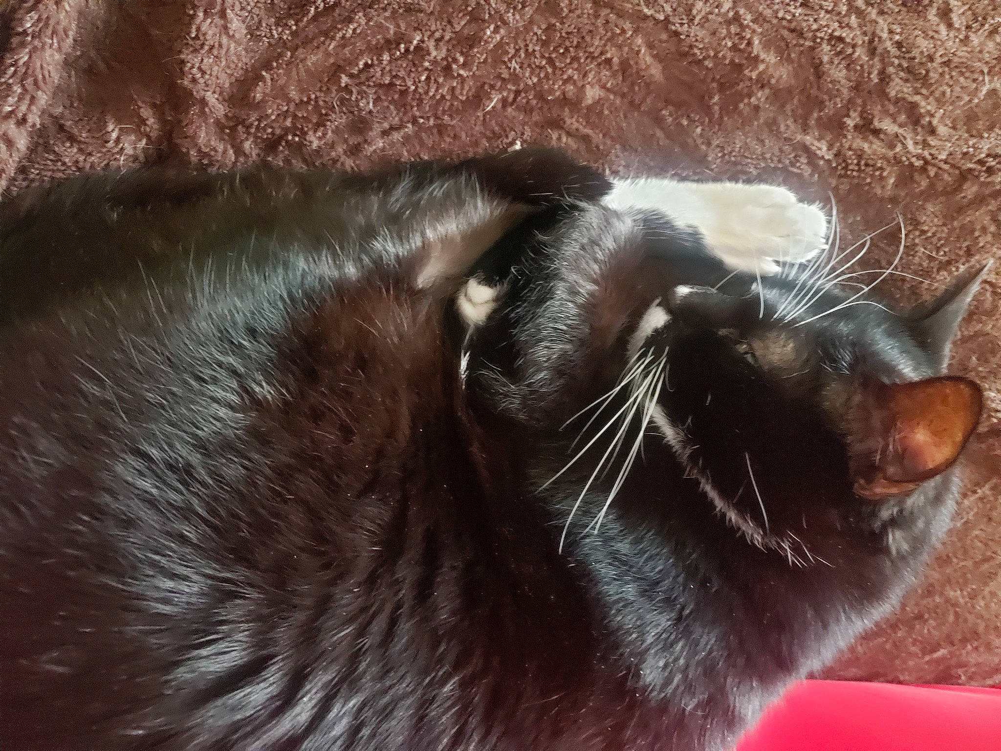 Bagheera participe au concours pour gagner de l'argent avec cette photo : black_cat, bombay, brown, carnivore, cat, claw, close_up, comfort, domestic_short_haired_cat, ear, felidae, fur, liver, paw, small_to_medium_sized_cats, snout, tail, terrestrial_animal, whiskers, wildlife