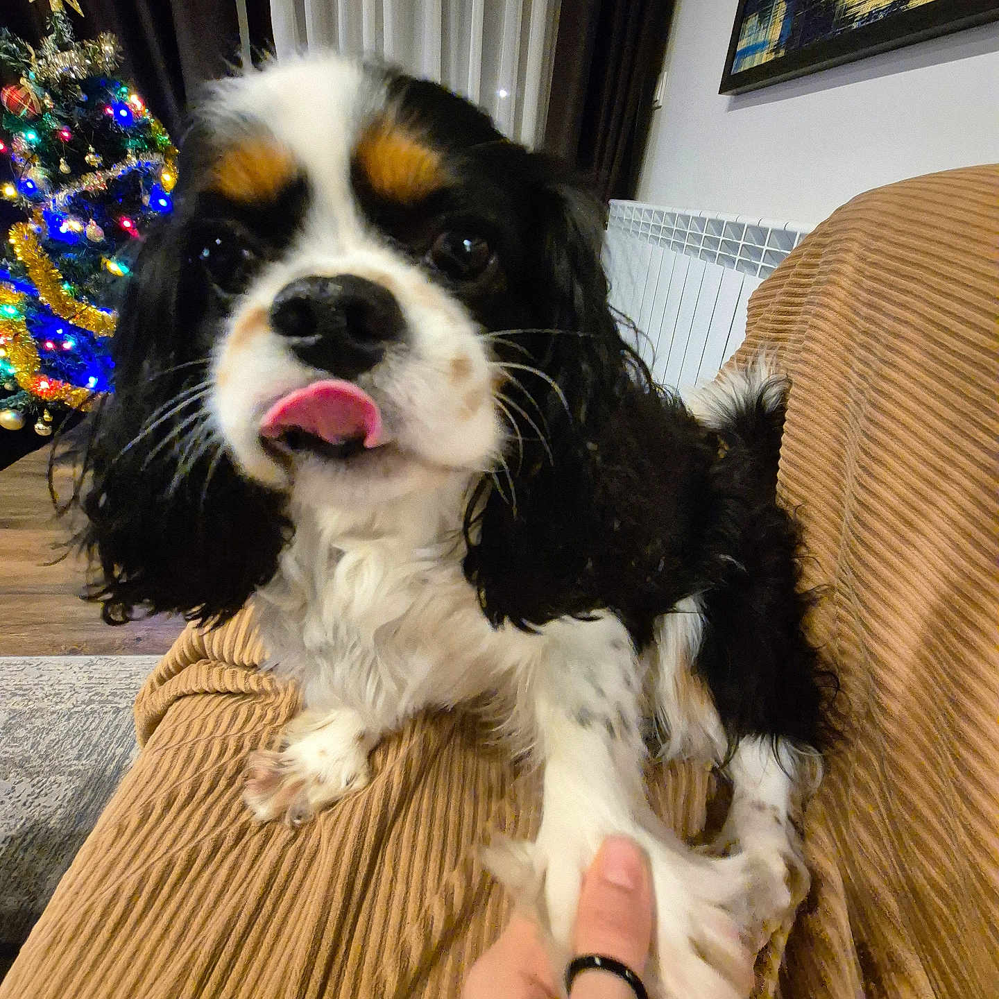 Mars is registered to the contest to win money with this photo: accessories, animal, art, bodypart, canine, cockerspaniel, couch, dog, face, finger, furniture, hand, head, mouth, painting, person, pet, photography, portrait, puppy