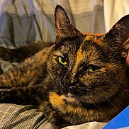 Nala is registered to the contest to win money with this photo: cat, tortoiseshell_cat, pet, animal, feline, close_up, portrait, green_eyes, ears, fur, whiskers, indoor, bed, blanket, cozy, resting, lying_down, brown, black, orange