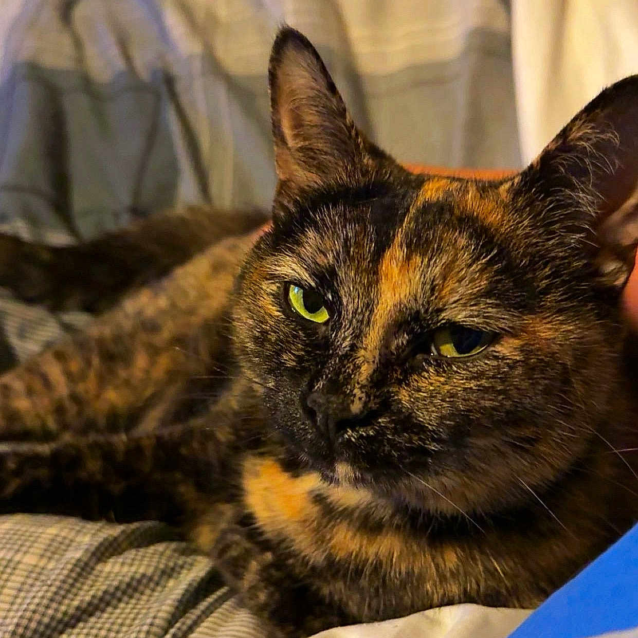 Nala