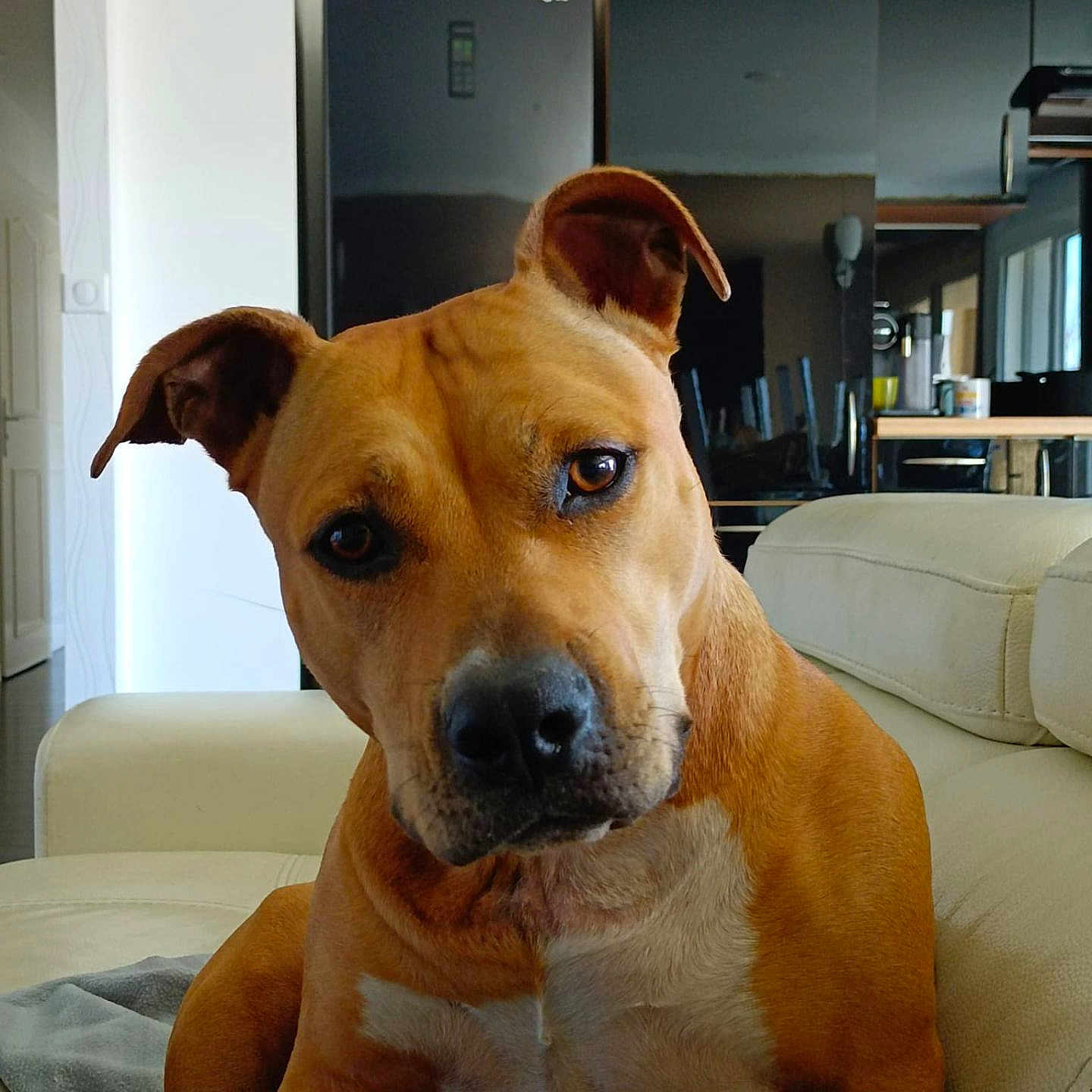 Chanel participe au concours pour gagner de l'argent avec cette photo : animal, architecture, boxer, building, bulldog, canine, computerhardware, couch, cushion, dog, electronics, furniture, hardware, homedecor, indoors, interiordesign, livingroom, monitor, pet, room