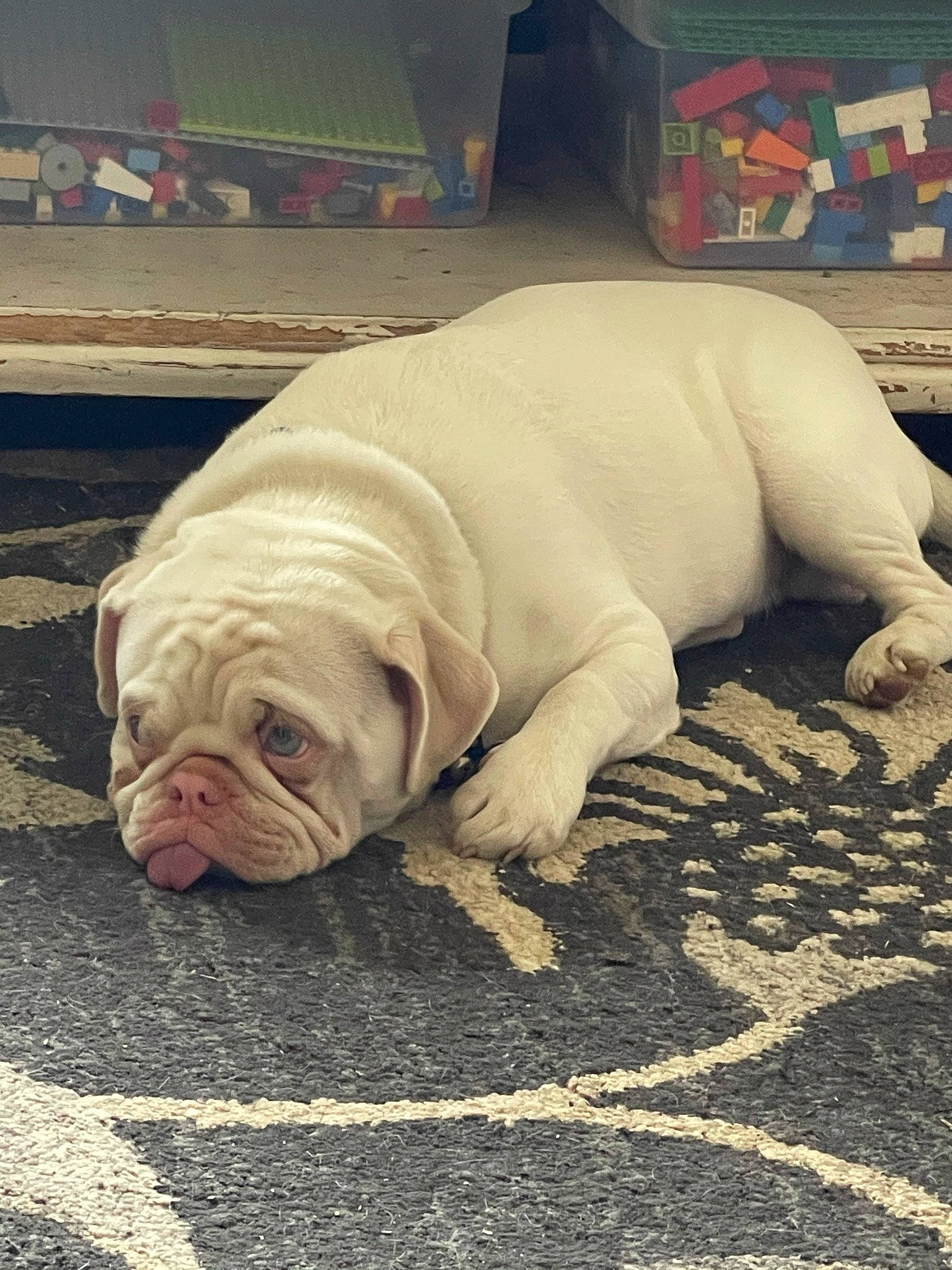 Stanley is registered to the contest to win money with this photo: bulldog, canidae, carnivore, comfort, companion_dog, dog, dog_breed, dog_supply, fawn, floor, flooring, non_sporting_group, snout, sporting_group, tail, terrestrial_animal, toy_dog, white_english_bulldog, working_animal, wrinkle