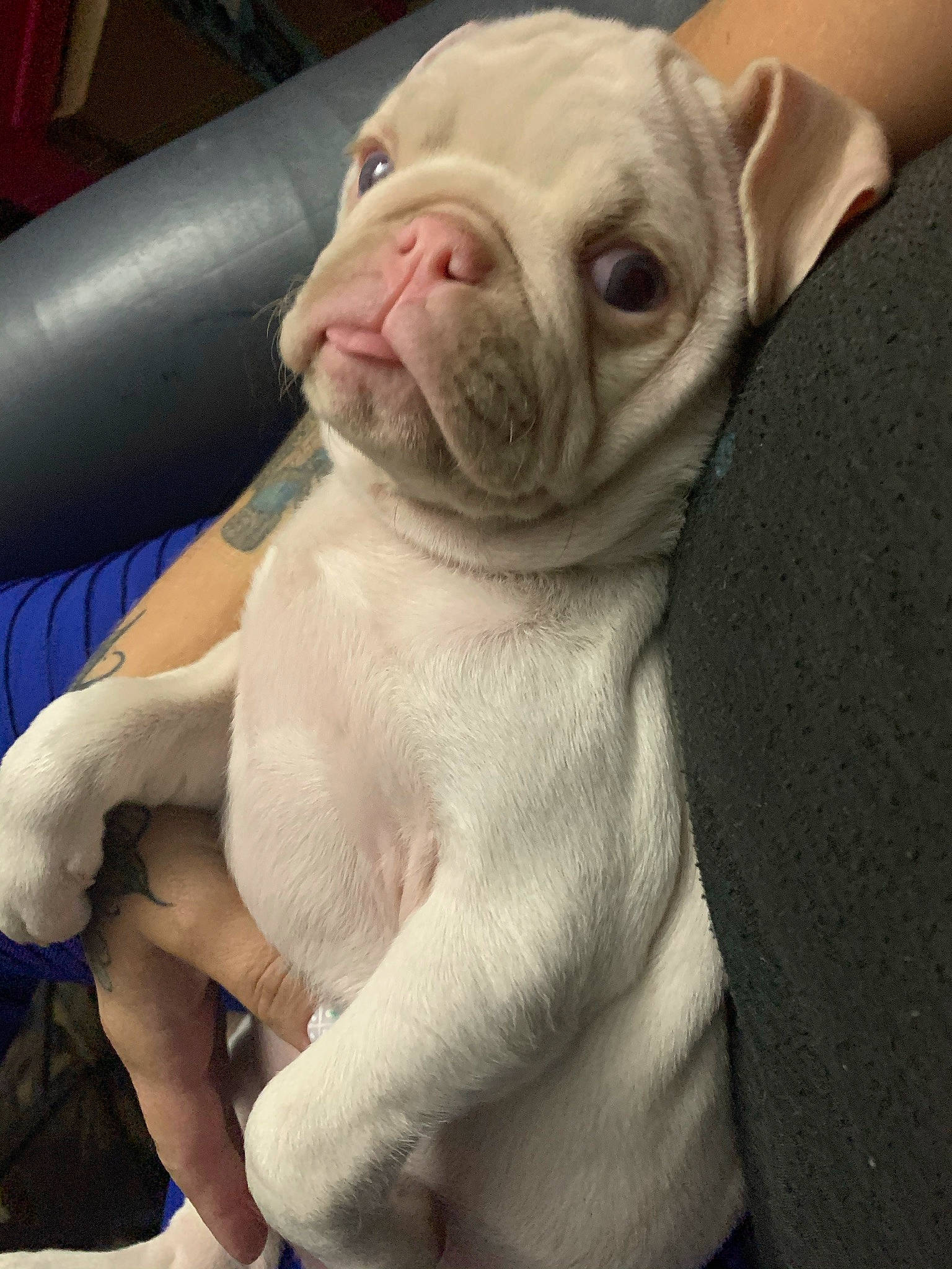 Stanley joined the competition — help win amazing prizes! bulldog, carnivore, comfort, companion_dog, dog, dog_breed, ear, fawn, fur, mammal, molosser, non_sporting_group, snout, sporting_group, terrestrial_animal, toy_dog, whiskers, white_english_bulldog, working_animal, wrinkle