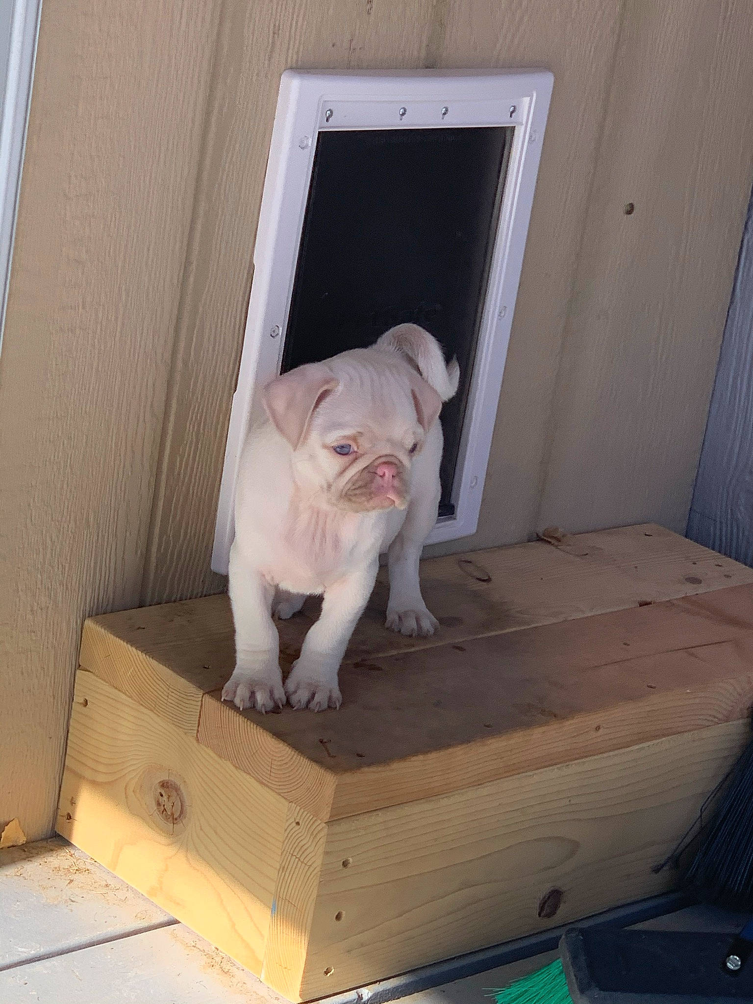 Stanley is registered to the contest to win money with this photo: art, bulldog, carnivore, comfort, companion_dog, dog, dog_breed, fawn, felidae, hardwood, room, sculpture, snout, sporting_group, stairs, tail, toy_dog, white_english_bulldog, wood, working_animal