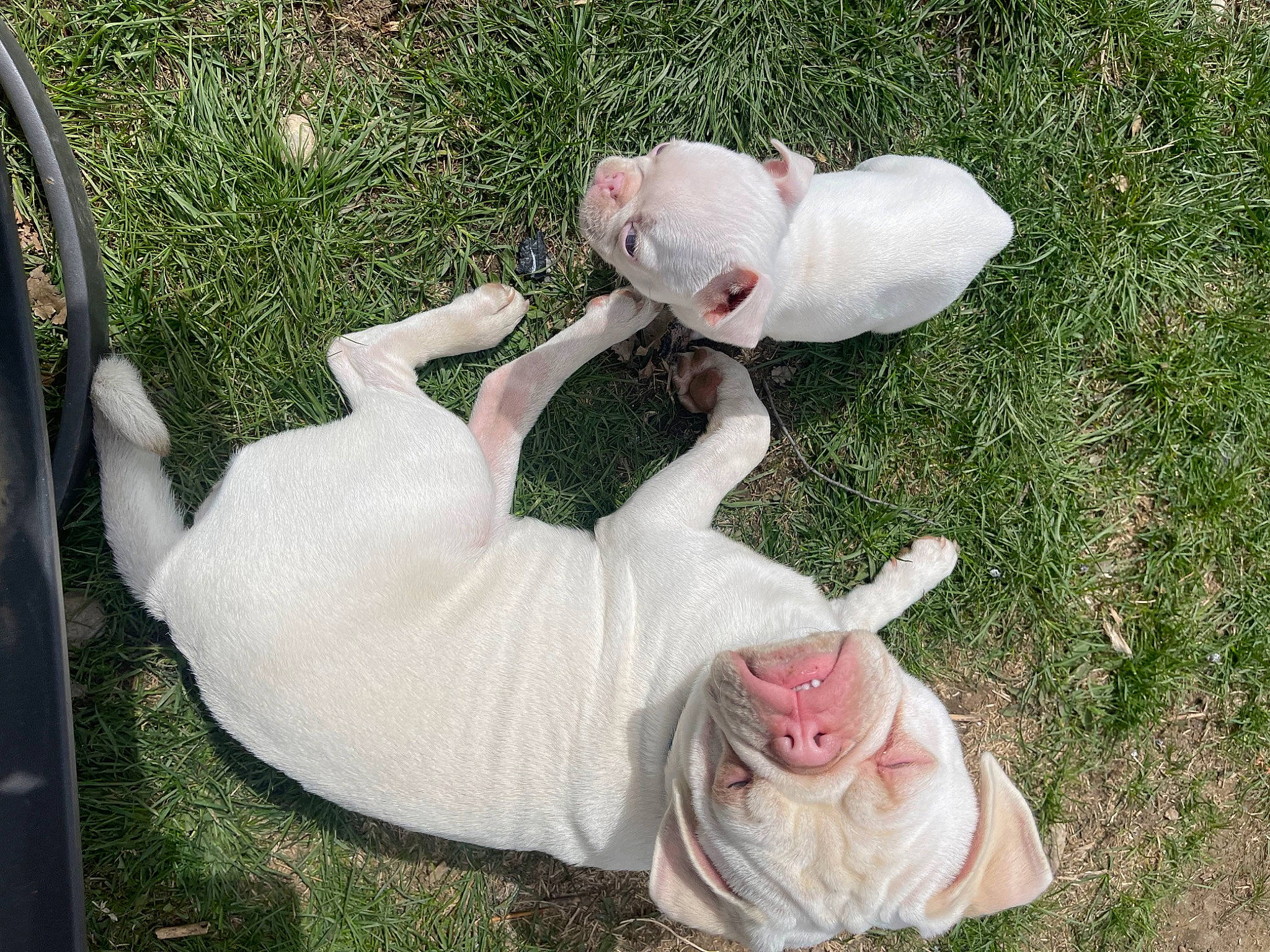 Stanley joined the competition — help win amazing prizes! canidae, child, comfort, companion_dog, dress, fawn, fun, grass, happy, human_body, human_leg, leg, leisure, petal, rose, rose_family, rose_order, sitting, tail, toy