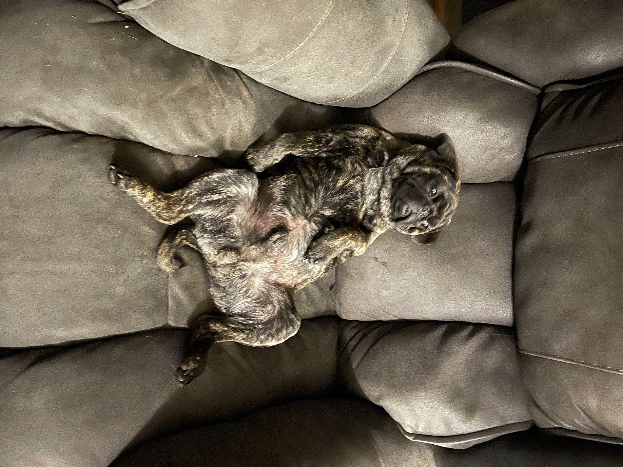 Wilson joined the competition — help win amazing prizes! auto_part, bedding, comfort, companion_dog, dog, dog_breed, fashion_accessory, flesh, fur, grey, human_leg, linens, metal, monochrome_photography, room, sporting_group, tints_and_shades, wrinkle