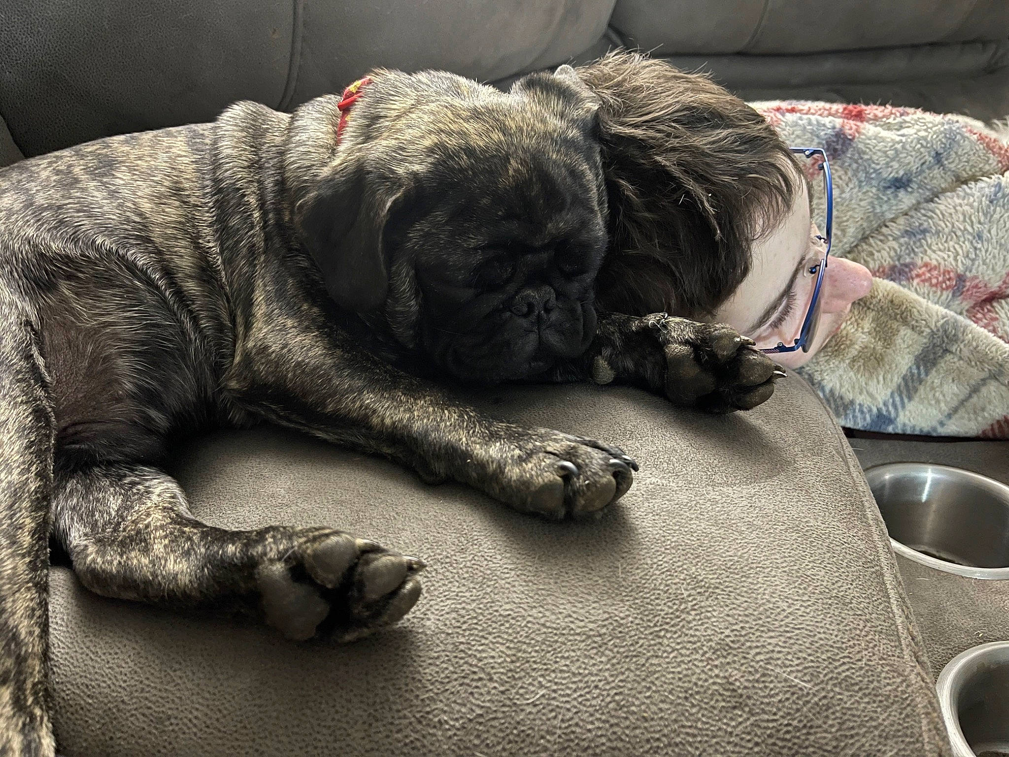 Wilson joined the competition — help win amazing prizes! bored, canidae, carnivore, comfort, companion_dog, dog, dog_breed, fawn, fur, grey, linens, liver, nap, non_sporting_group, sleep, snout, sporting_group, terrestrial_animal, working_animal, wrinkle