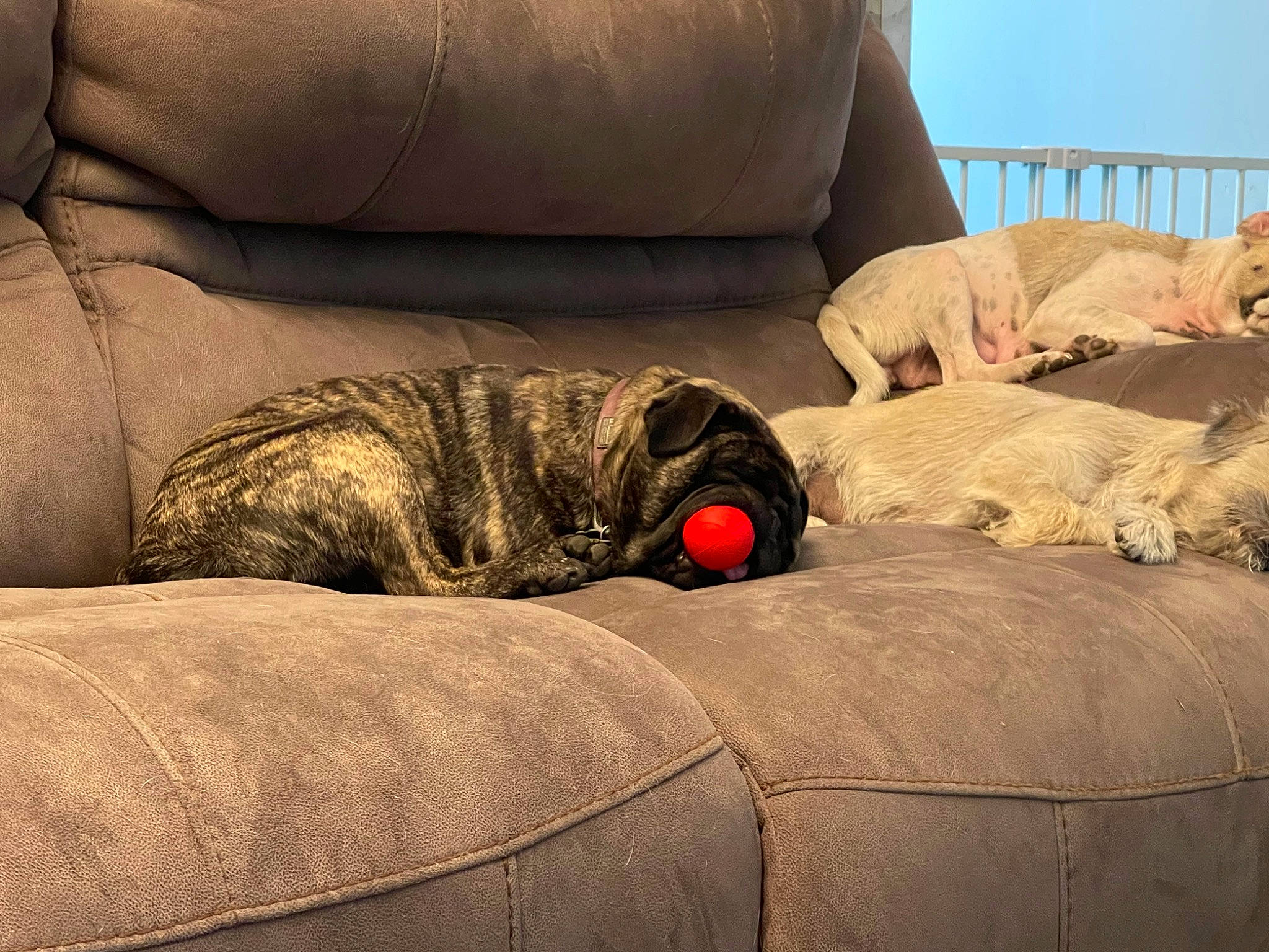 Wilson is registered to the contest to win money with this photo: bean_bag, bean_bag_chair, brown, canidae, carnivore, comfort, companion_dog, couch, dog, dog_breed, felidae, flooring, fur, furniture, grey, linens, room, sporting_group, terrestrial_animal, wood