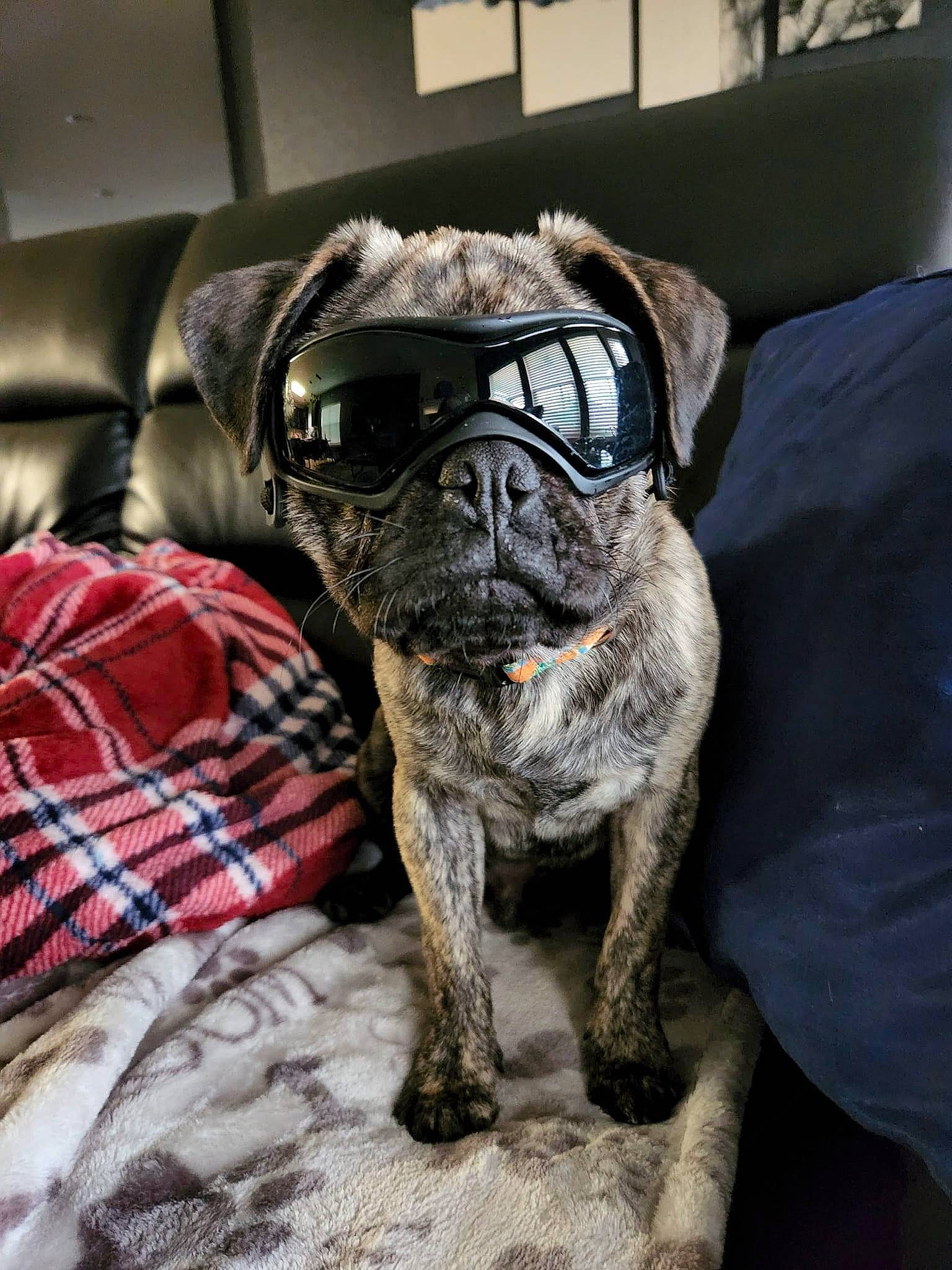 Wilson is registered to the contest to win money with this photo: canidae, carnivore, collar, comfort, companion_dog, dog, dog_breed, dog_collar, fawn, grey, molosser, non_sporting_group, plaid, snout, sporting_group, tartan, toy_dog, whiskers, working_animal, wrinkle