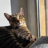 cat, tabby_cat, animal, pet, feline, whiskers, window, sunlight, indoor, resting, fur, ears, eyes, curious, closeup, portrait, domestic, mammal, relaxed, daylight