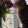 cat, tabby_cat, flower, rose, vase, window, indoor, pet, plant, leaf, stem, table, natural_light, curious, close_up, side_view, animal, whiskers, feline, domestic_pet