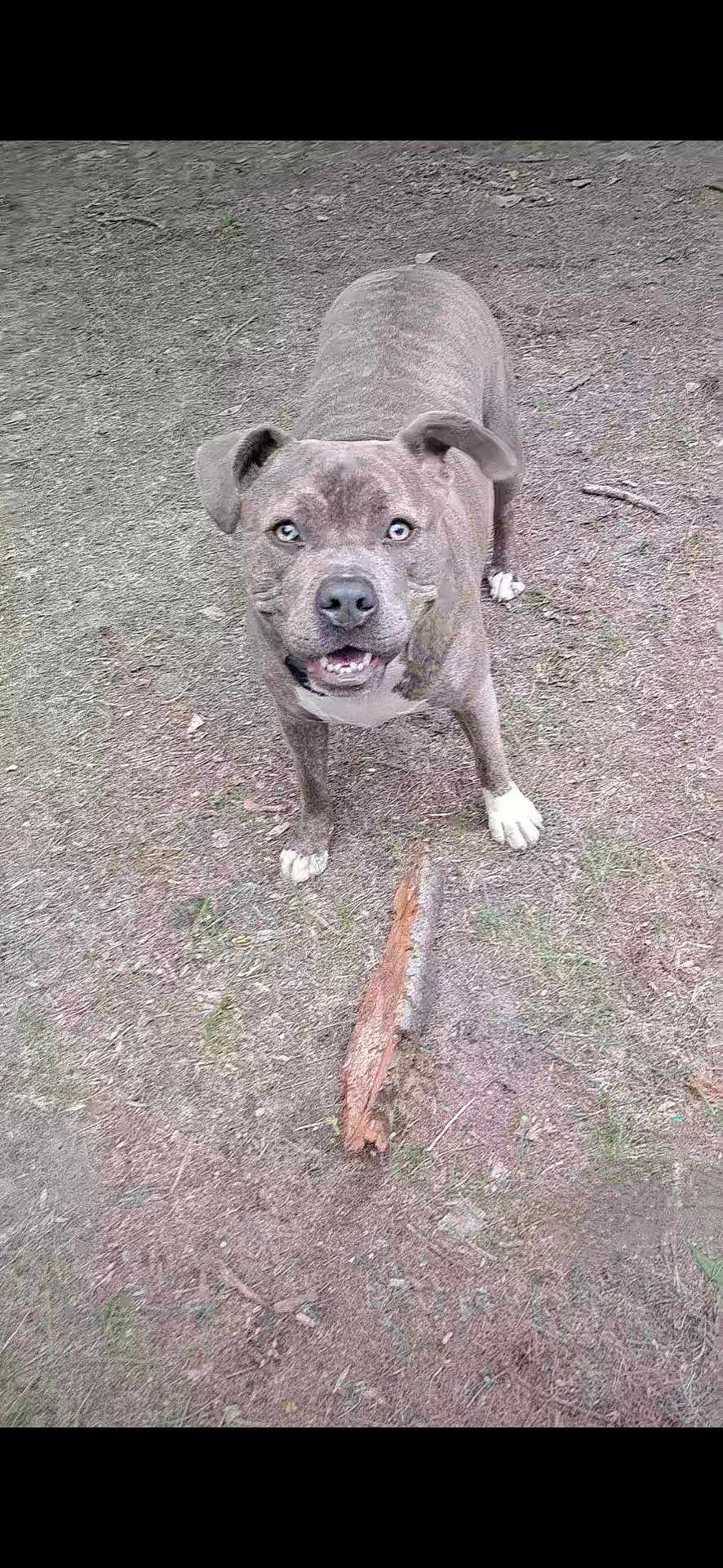 Grungie joined the competition — help win amazing prizes! dog, canine, pet, animal, outdoor, dirt, stick, playful, brown, white_paws, happy, ears, mouth_open, looking_up, standing, ground, nature, grass, close_up, friendly