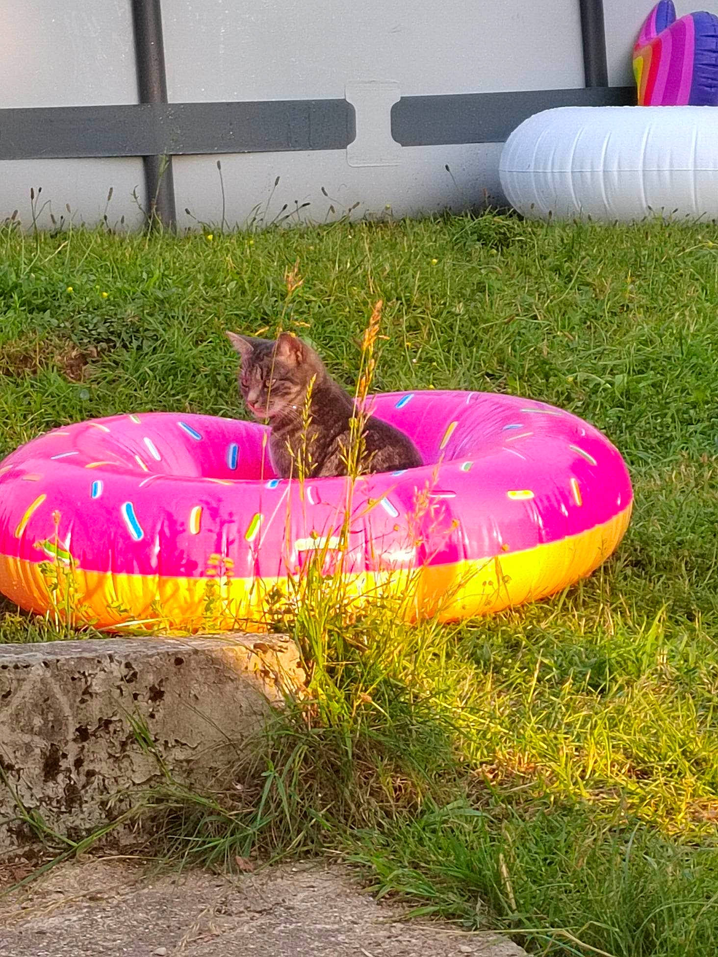 Crevette a rejoint le concours — aidez-le/la à gagner de superbes lots ! automotive_tire, automotive_wheel_system, bean_bag, bean_bag_chair, carnivore, cat, circle, curb, felidae, fun, games, grass, inflatable, landscape, leisure, magenta, plant, recreation, tints_and_shades, tubing