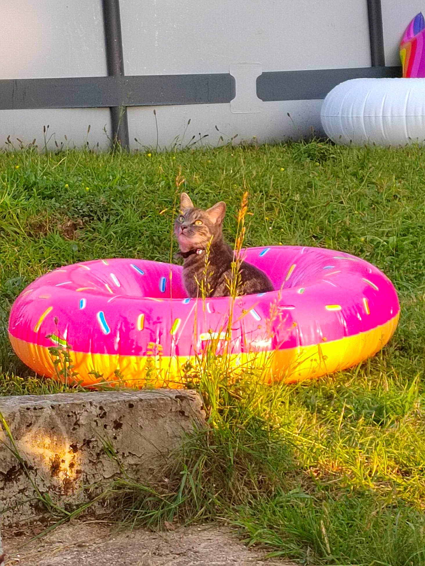 Crevette a rejoint le concours — aidez-le/la à gagner de superbes lots ! automotive_tire, automotive_wheel_system, bean_bag, bean_bag_chair, circle, font, fun, garden, grass, groundcover, inflatable, landscape, leisure, magenta, pink, plant, recreation, tints_and_shades, tubing