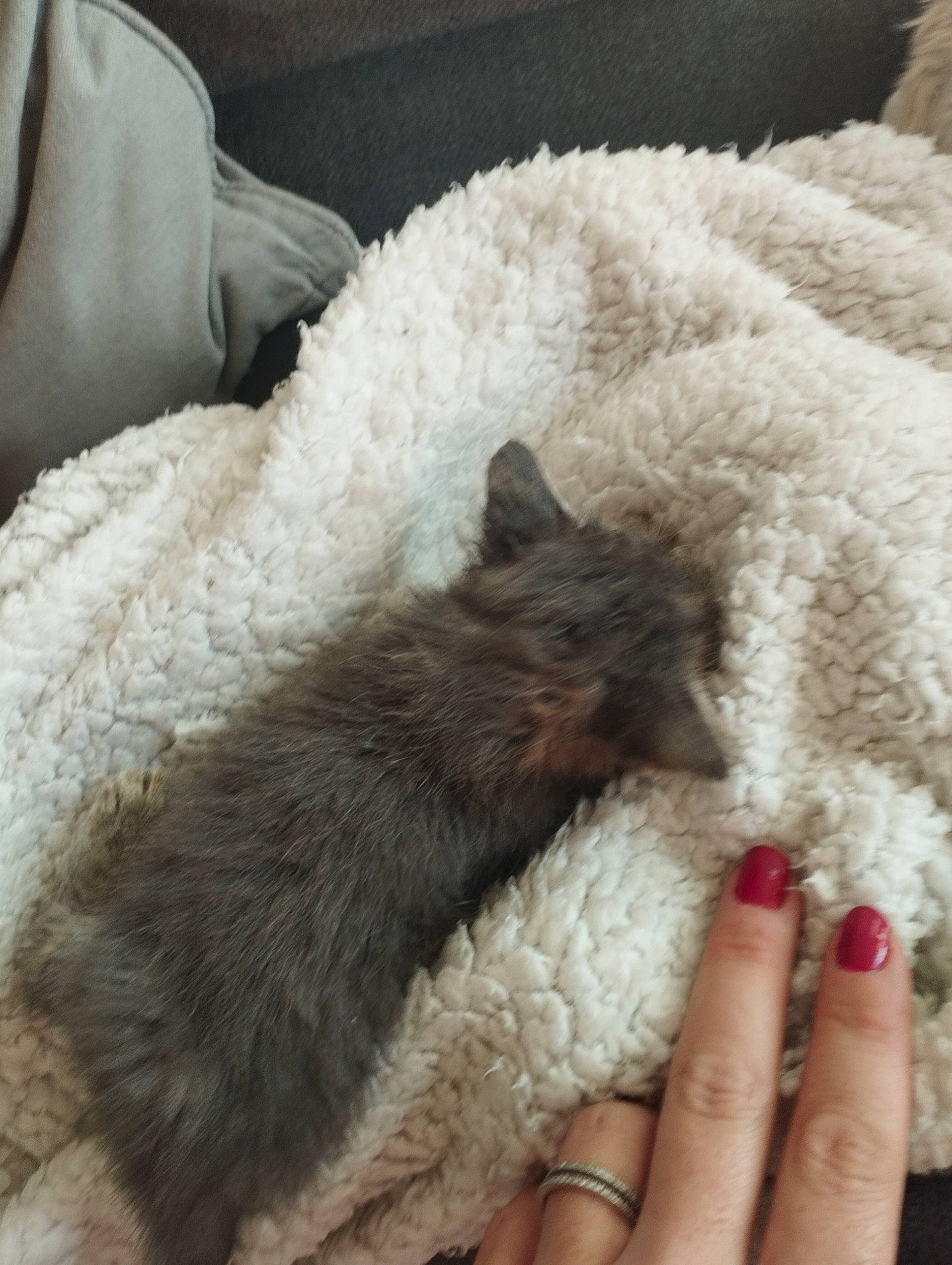 Crevette a rejoint le concours — aidez-le/la à gagner de superbes lots ! canidae, carnivore, claw, comfort, companion_dog, dog, dog_breed, fawn, felidae, foot, fur, linens, nail, small_to_medium_sized_cats, sporting_group, tail, whiskers, white, wool, working_animal