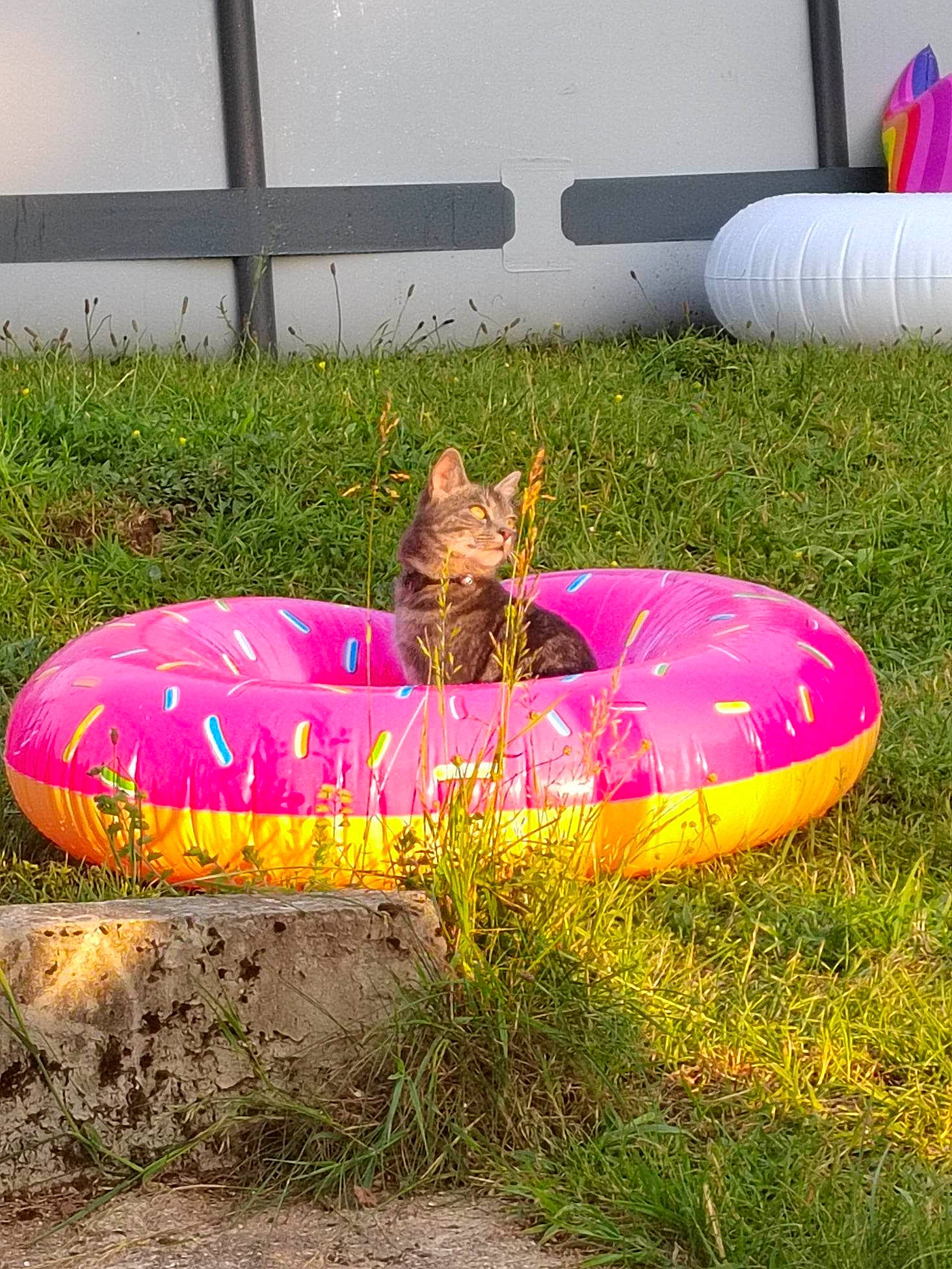 Crevette participe au concours pour gagner de l'argent avec cette photo : automotive_tire, automotive_wheel_system, bean_bag, bean_bag_chair, circle, fun, games, grass, inflatable, landscape, leisure, magenta, pink, plant, recreation, tints_and_shades, tubing