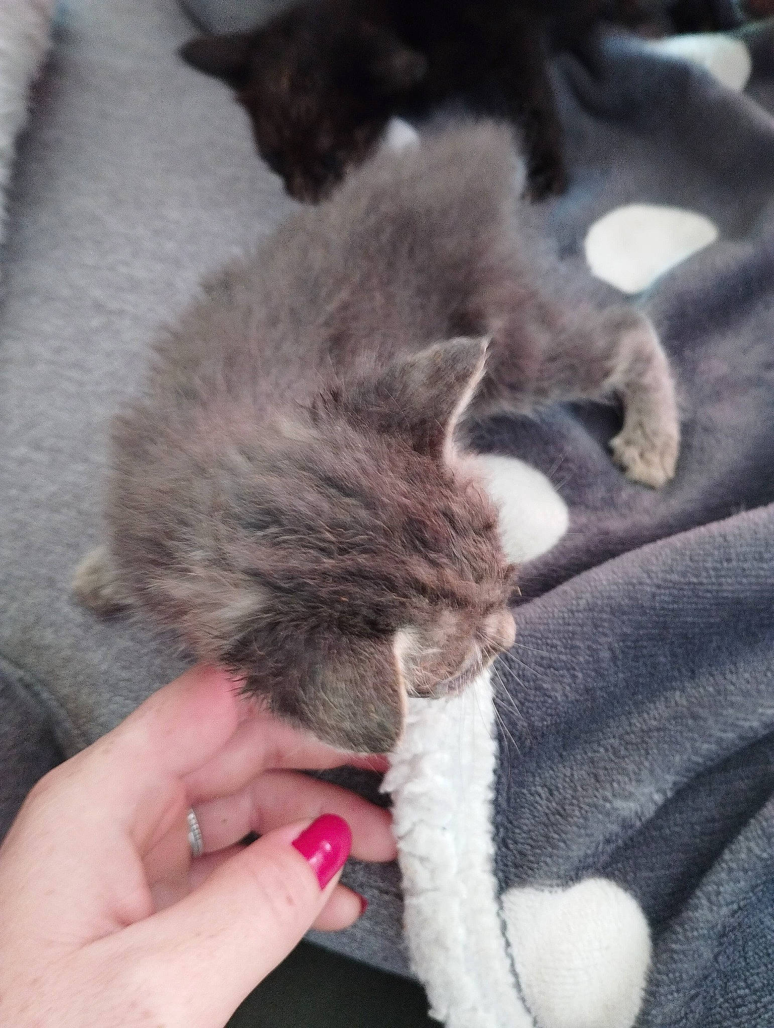 Crevette participe au concours pour gagner de l'argent avec cette photo : carnivore, cat, claw, comfort, domestic_short_haired_cat, fawn, felidae, finger, foot, fur, gesture, human_leg, nail, nap, paw, small_to_medium_sized_cats, snout, tail, terrestrial_animal, whiskers