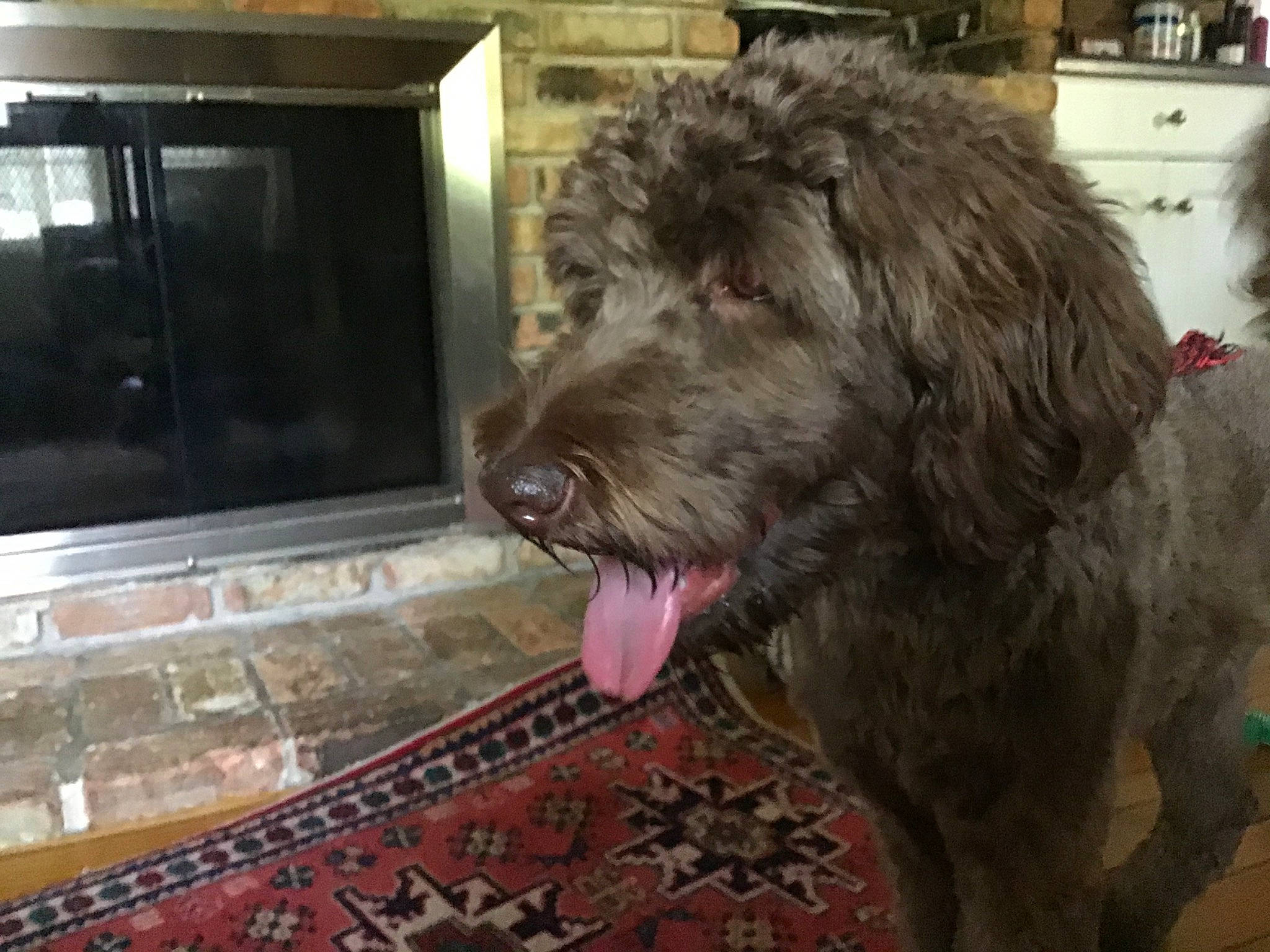 Millie joined the competition — help win amazing prizes! bolonka, canidae, carnivore, cockapoo, companion_dog, dog, dog_breed, fur, goldendoodle, irish_wolfhound, labradoodle, mammal, miniature_poodle, poodle_crossbreed, rare_breed_dog, schnoodle, sporting_group, standard_poodle, terrier, vertebrate