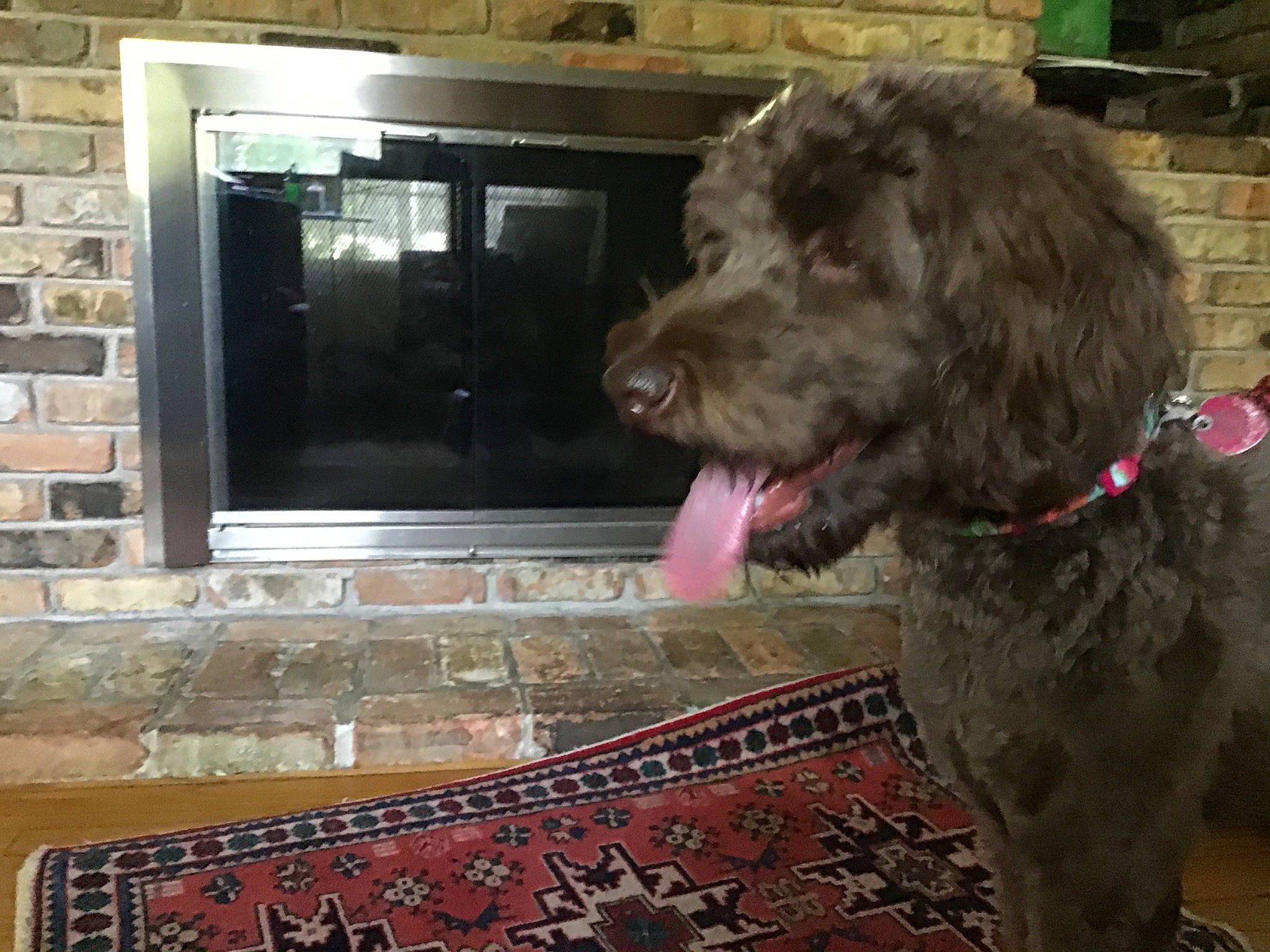 Millie joined the competition — help win amazing prizes! canidae, carnivore, cockapoo, dog, dog_breed, labradoodle, lagotto_romagnolo, mammal, portuguese_water_dog, schnoodle, spanish_water_dog, sporting_group, vertebrate