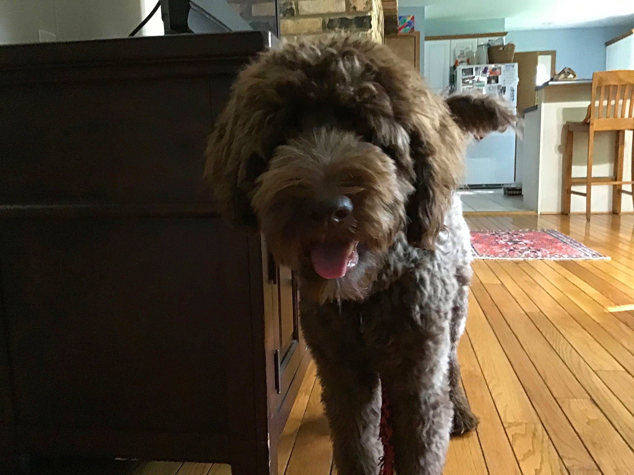 Millie is registered to the contest to win money with this photo: barbet, bolonka, canidae, carnivore, cockapoo, companion_dog, dog, dog_breed, fur, goldendoodle, labradoodle, lagotto_romagnolo, mammal, miniature_poodle, poodle_crossbreed, portuguese_water_dog, schnoodle, spanish_water_dog, sporting_group, vertebrate