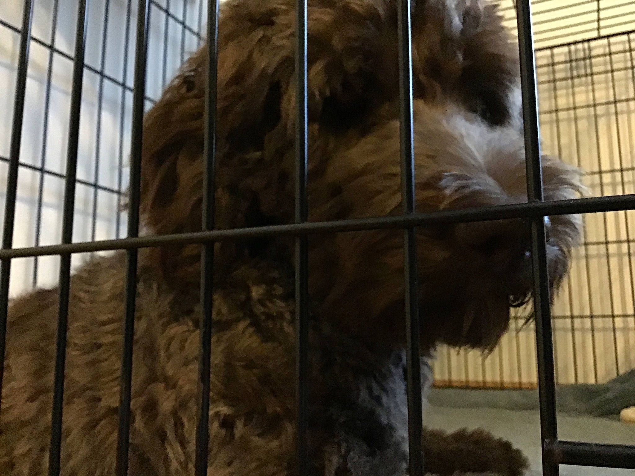 Millie is registered to the contest to win money with this photo: animal_shelter, cage, fur, zoo