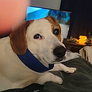 Toby joined the competition — help win amazing prizes! dog, pet, indoor, collar, lying_down, soft_surface, curious, animal, brown_and_white, close_up, television, ambient_lighting, living_room, cozy, domestic, furniture, blanket, relaxed, canine, companion