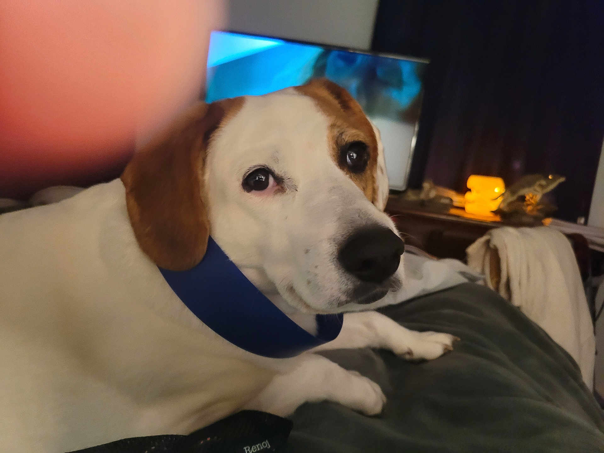 Toby