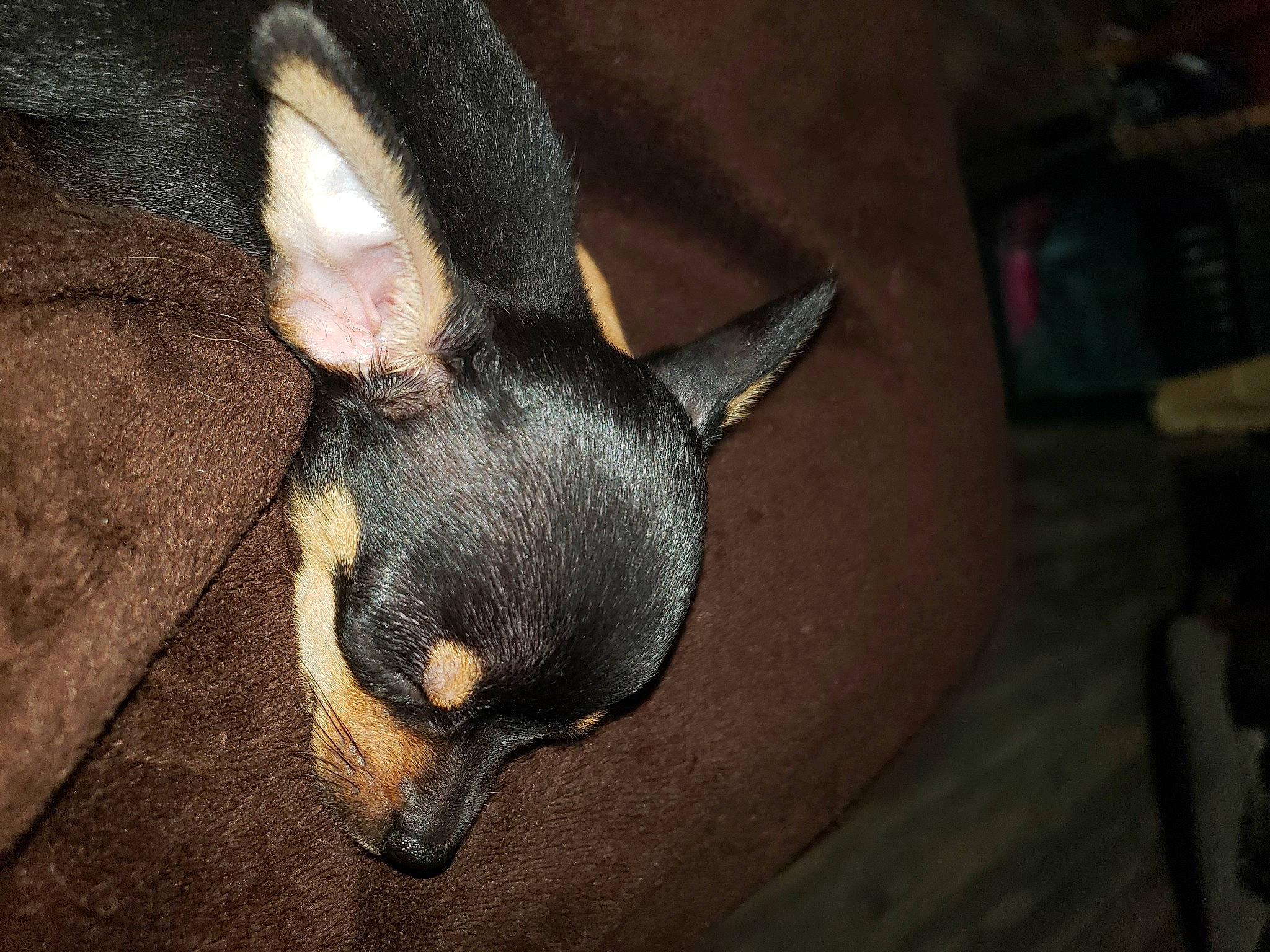 Cocodrie joined the competition — help win amazing prizes! carnivore, claw, dog_breed, ear, fur, terrestrial_animal, whiskers