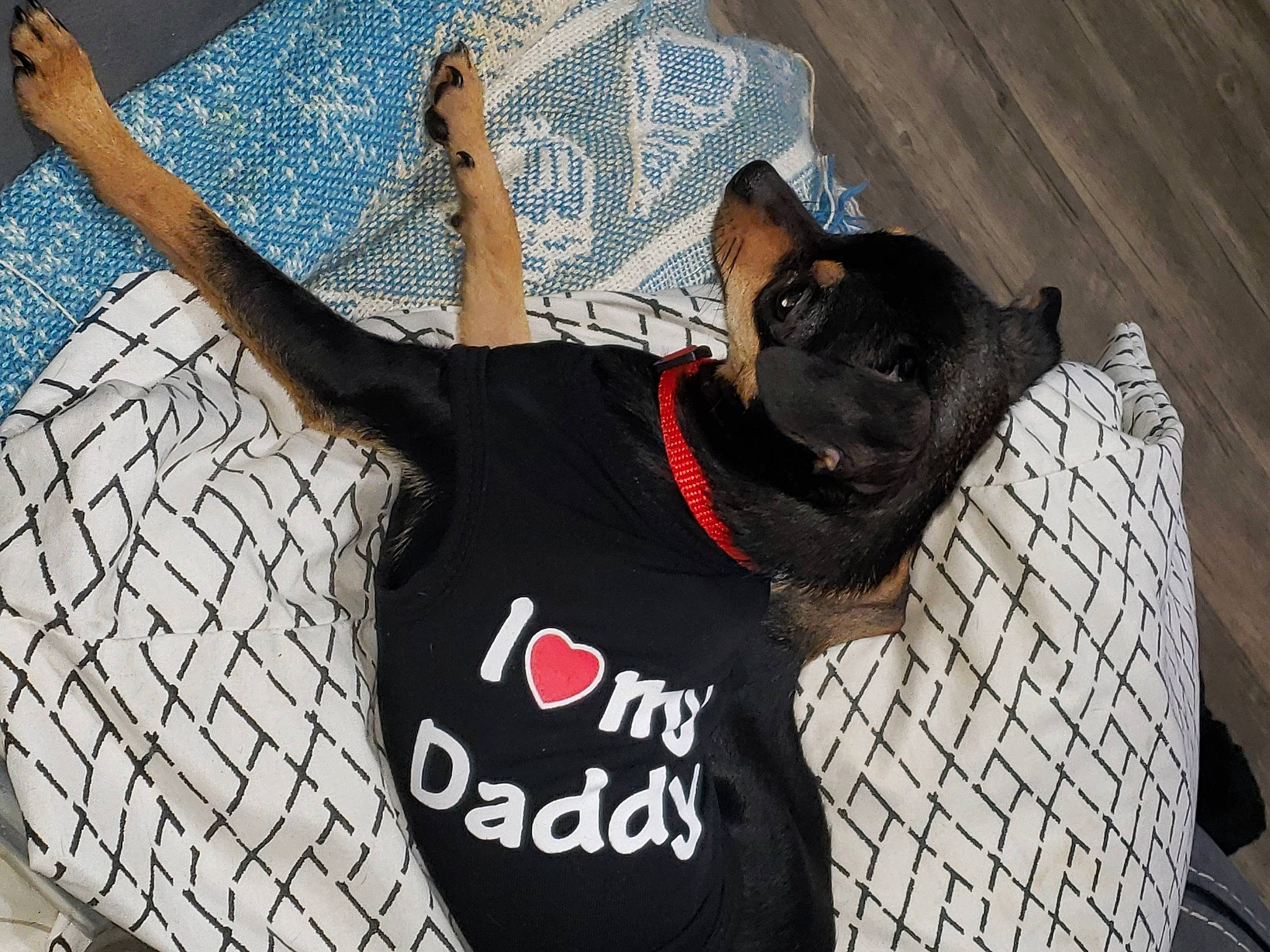 Cocodrie joined the competition — help win amazing prizes! canidae, carnivore, collar, companion_dog, dog, dog_breed, dog_clothes, dog_collar, dog_supply, fashion_accessory, fawn, grey, leash, pattern, pet_supply, sleeve, snout, sporting_group, t_shirt, working_animal