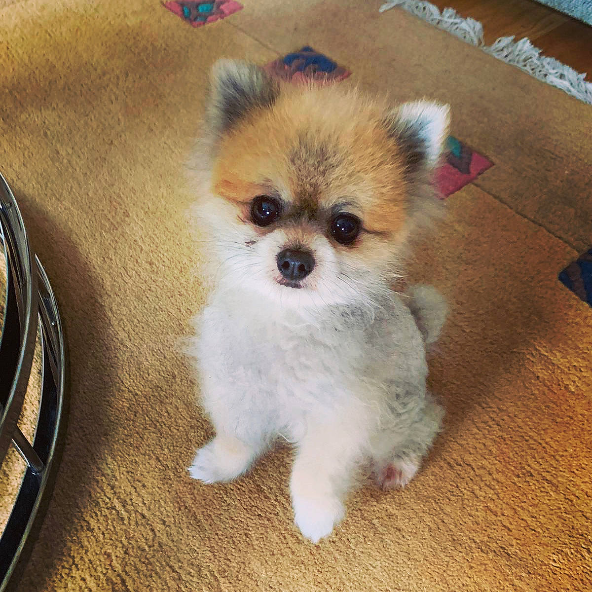 Lobo participe au concours pour gagner de l'argent avec cette photo : ancient_dog_breeds, canidae, carnivore, companion_dog, dog, dog_breed, fawn, german_spitz, german_spitz_klein, mammal, pomeranian, puppy, puppy_love, rare_breed_dog, skin, snout, spitz, toy_dog, vertebrate, whiskers