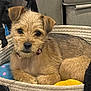 dog, puppy, basket, pet, indoor, cute, fur, collar, toy, resting, animal, small_dog, brown_fur, looking_at_camera, cozy, soft_texture, home, relaxed, face, ears