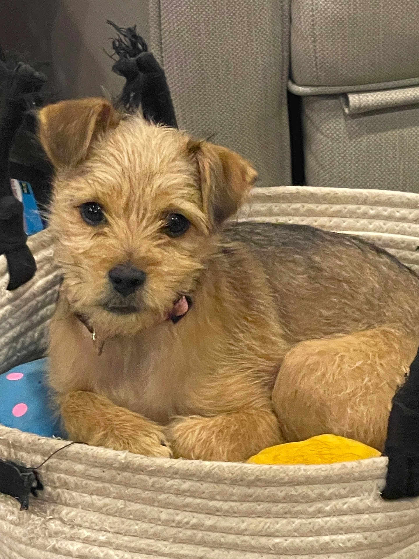 Maggie is registered to the contest to win money with this photo: dog, puppy, basket, pet, indoor, cute, fur, collar, toy, resting, animal, small_dog, brown_fur, looking_at_camera, cozy, soft_texture, home, relaxed, face, ears