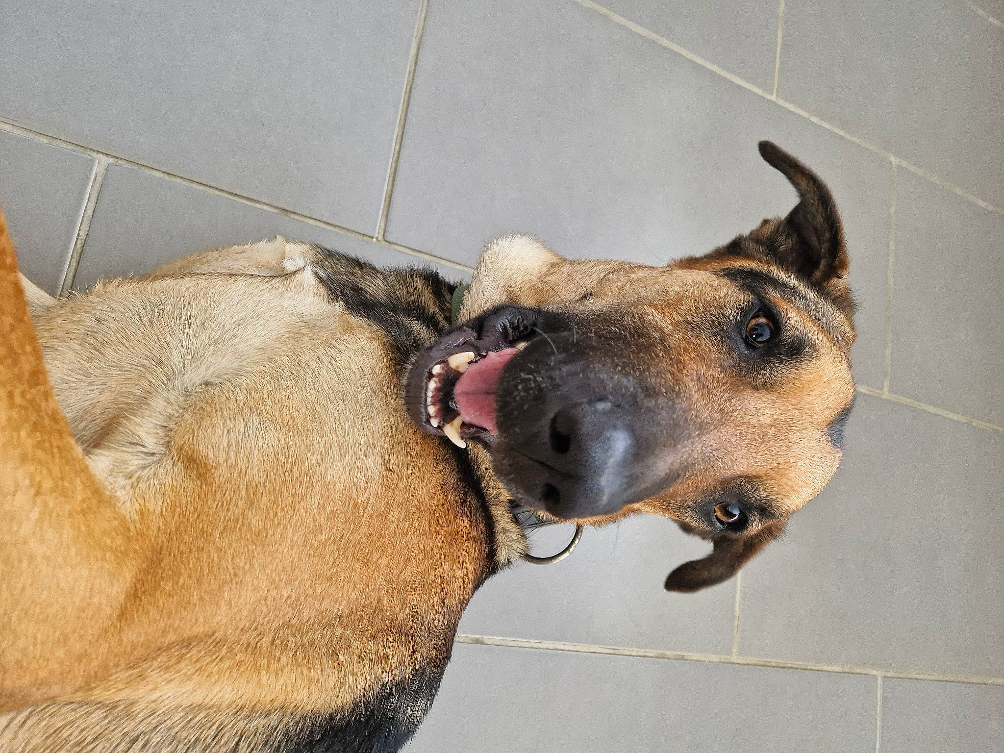 Tristan participe au concours pour gagner de l'argent avec cette photo : canidae, carnivore, collar, companion_dog, dog, dog_breed, dog_collar, dog_supply, ear, fawn, fur, guard_dog, liver, pet_supply, snout, sporting_group, terrestrial_animal, whiskers, working_animal, working_dog