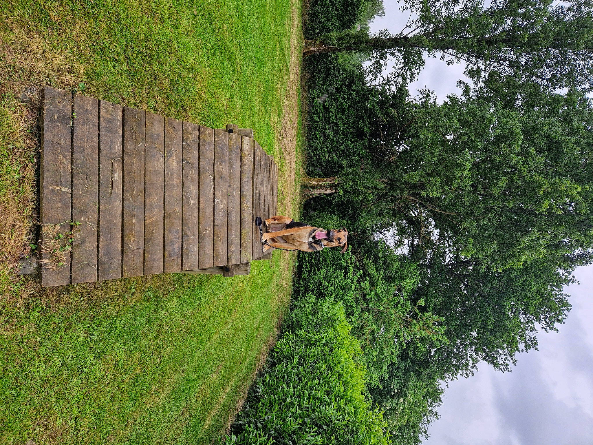 Tristan a rejoint le concours — aidez-le/la à gagner de superbes lots ! biome, cloud, forest, grass, grassland, groundcover, landscape, lawn, natural_landscape, nature_reserve, plant, pole, shrub, sky, slope, tree, trunk, vegetation, wood, woody_plant