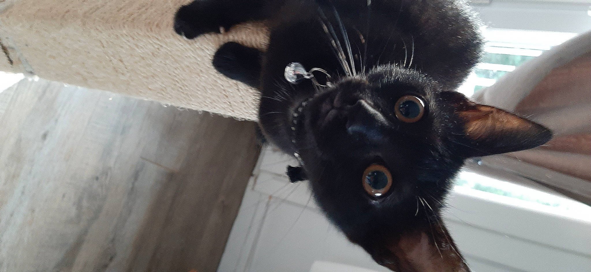 Roxy participe au concours pour gagner de l'argent avec cette photo : black, black_cat, canidae, carnivore, cat, dog_breed, felidae, fur, snout