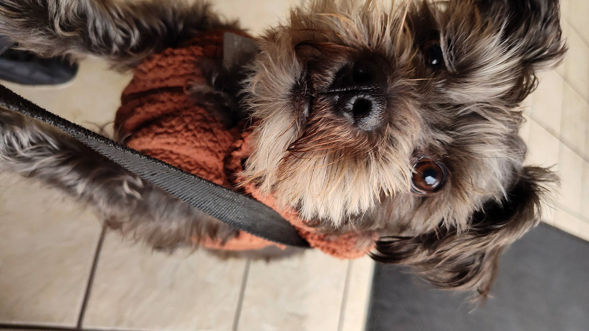 Titan joined the competition — help win amazing prizes! canidae, carnivore, collar, companion_dog, dog, dog_breed, dog_supply, fawn, fur, liver, mammal, pet_supply, small_terrier, snout, sporting_group, terrier, toy, toy_dog, vertebrate, working_animal