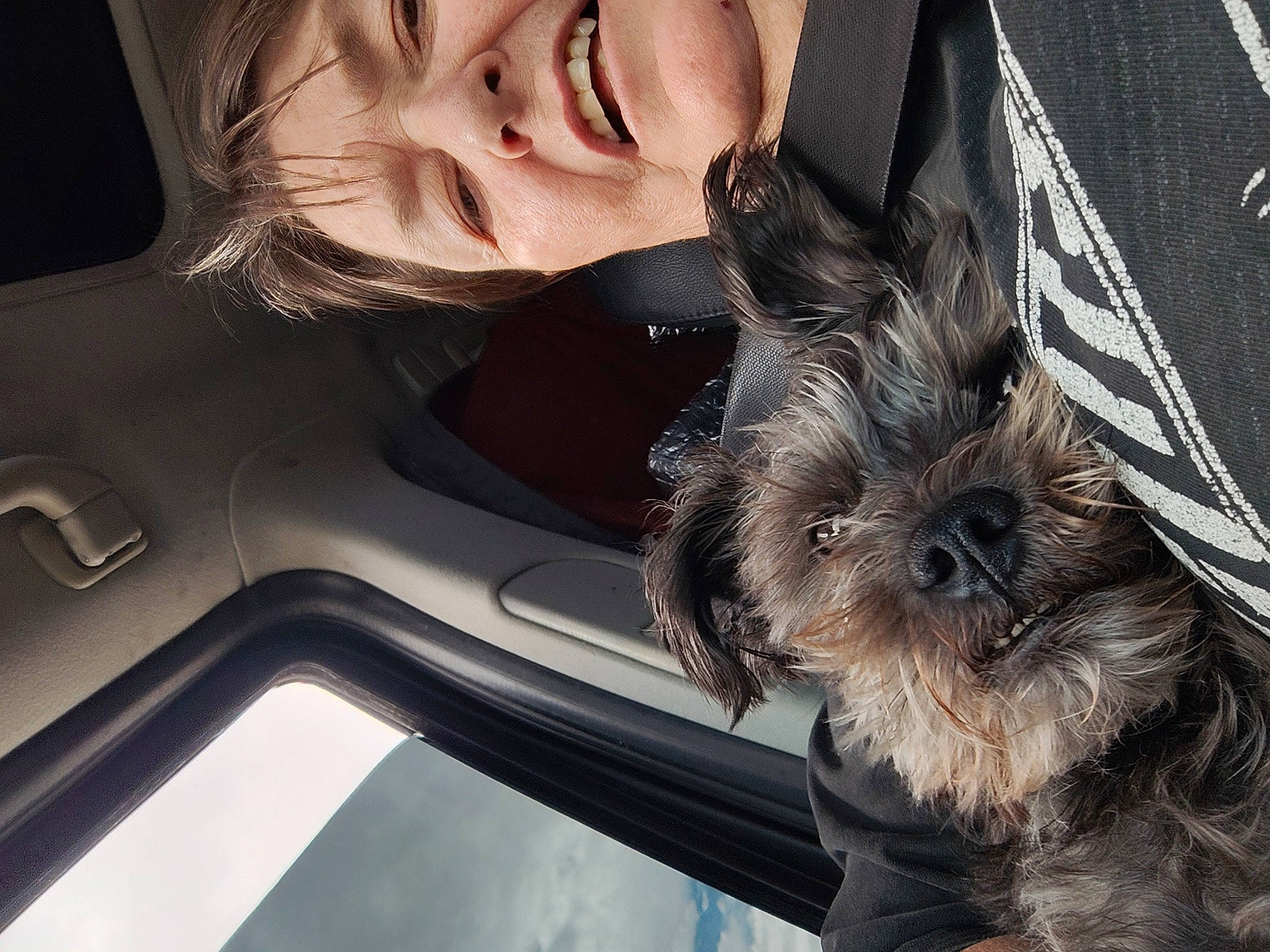 Titan joined the competition — help win amazing prizes! car, carnivore, companion_dog, dog, dog_breed, eye, family_car, fawn, fur, hair, happy, personal_luxury_car, small_terrier, smile, snout, toy_dog, vehicle, window, windshield, working_animal
