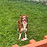 Sage is registered to the contest to win money with this photo: dog, brown_dog, white markings, tongue_out, happy, standing, outdoor, garden, grass, backyard, pet, animal, fluffy, long_hair, pointed_ears, squeaky_toy, fence, house, plant, portrait