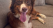 Sage is registered to the contest to win money with this photo: dog, border_collie, pet, animal, fluffy, brown_and_white, tongue_out, happy, sitting, lying_down, couch, sofa, cushions, plush_toy, stuffed_animal, indoor, home, sunlight, portrait, playful
