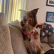 Sage is registered to the contest to win money with this photo: dog, pet, canine, fluffy, brown_fur, smiling, open_mouth, tongue, sitting, couch, sofa, living_room, indoor, sunlight, window, vertical_blinds, collar, harness, dog_tag, blanket