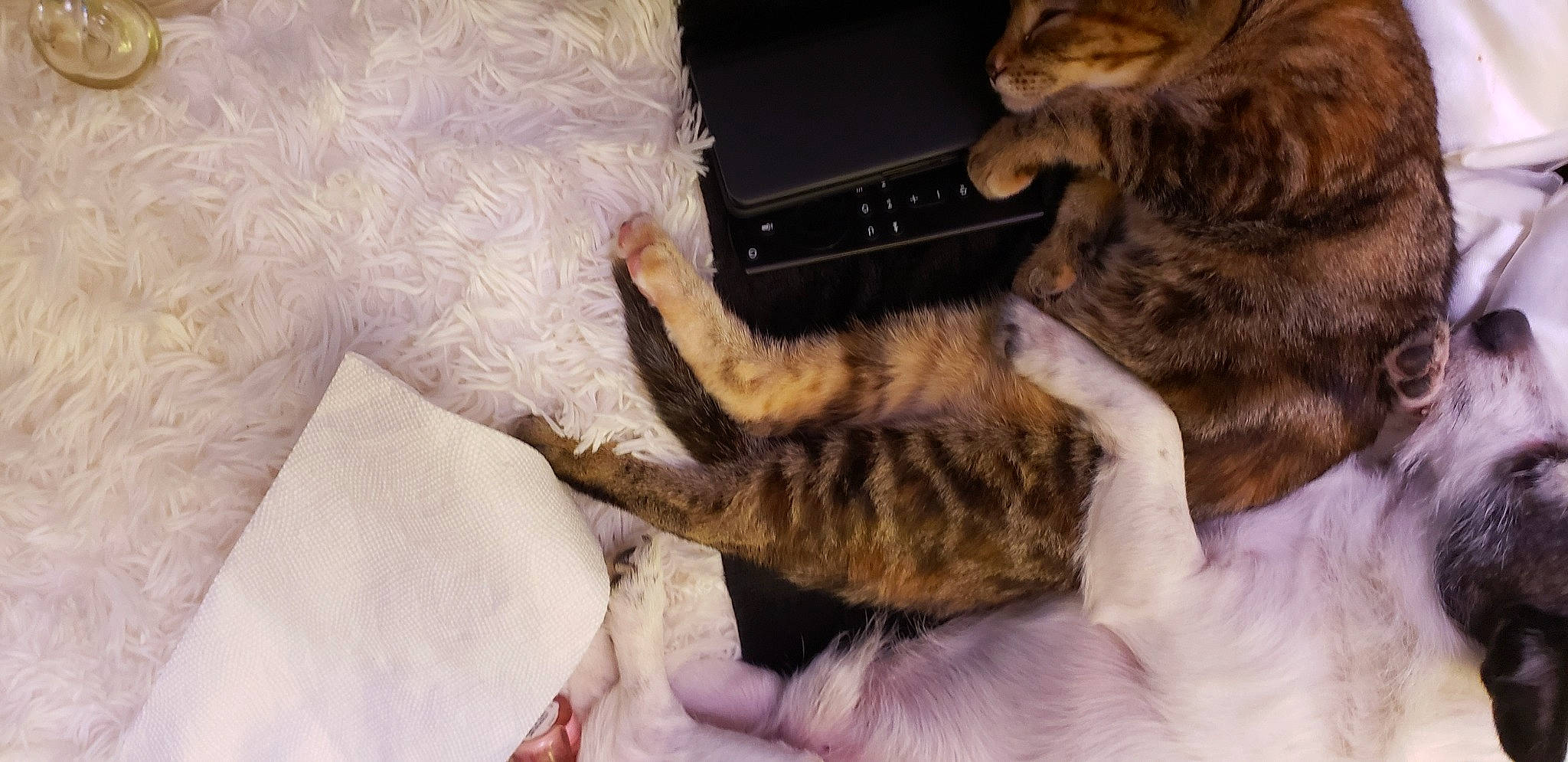 Bruno And Karen joined the competition — help win amazing prizes! bed, canidae, carnivore, cat, claw, comfort, dog_breed, domestic_short_haired_cat, ear, event, fawn, felidae, fur, gesture, mammal, paw, small_to_medium_sized_cats, snout, tail, whiskers