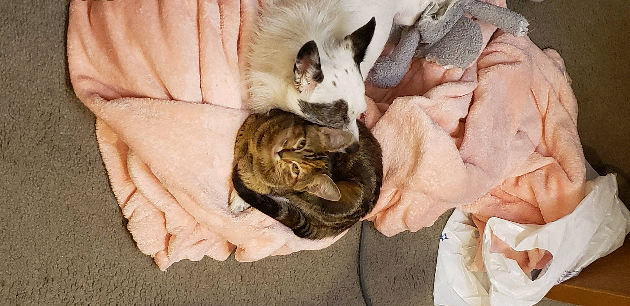 Bruno And Karen is registered to the contest to win money with this photo: carnivore, cat, comfort, domestic_short_haired_cat, fawn, felidae, fur, hat, linens, nap, paw, peach, plant, shoe, small_to_medium_sized_cats, tail, vertebrate, whiskers, wildlife, wood