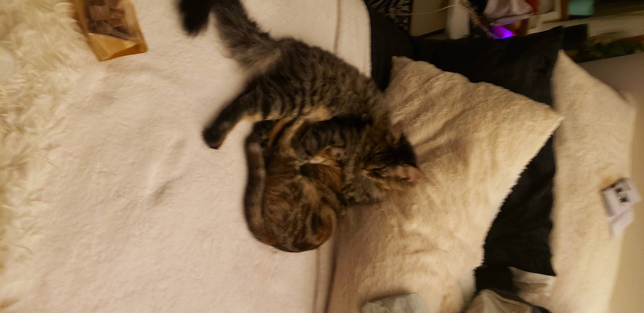 Karen And Kyle joined the competition — help win amazing prizes! canidae, carnivore, cat, claw, comfort, dog_breed, domestic_short_haired_cat, fawn, felidae, fur, grey, human_leg, mammal, paw, small_to_medium_sized_cats, snout, sporting_group, tail, terrestrial_animal, whiskers