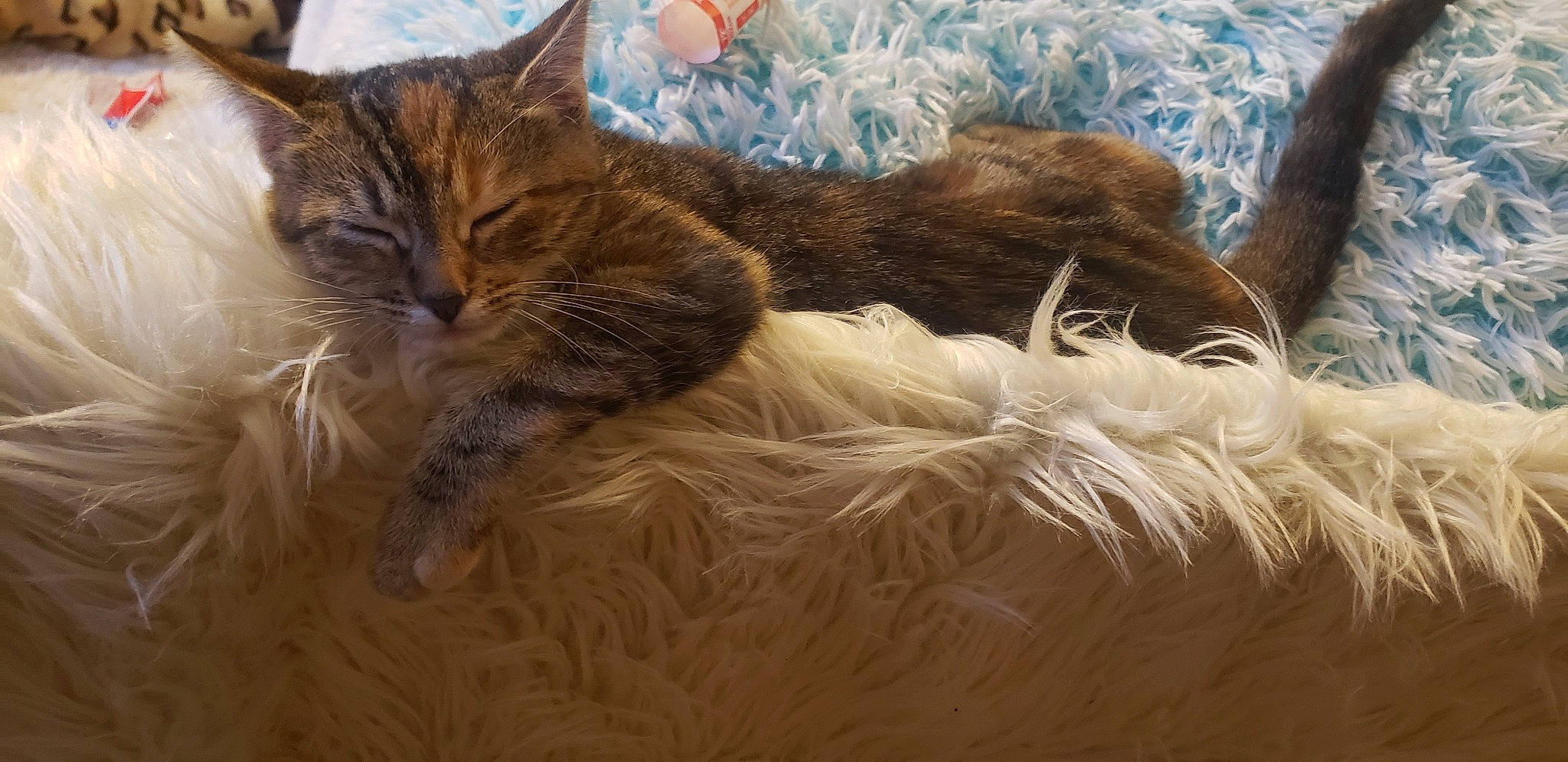 Karen And Kyle joined the competition — help win amazing prizes! carnivore, cat, claw, cloud, comfort, domestic_short_haired_cat, fawn, felidae, fur, linens, mammal, nap, natural_material, paw, small_to_medium_sized_cats, tail, tree, vertebrate, whiskers, wood