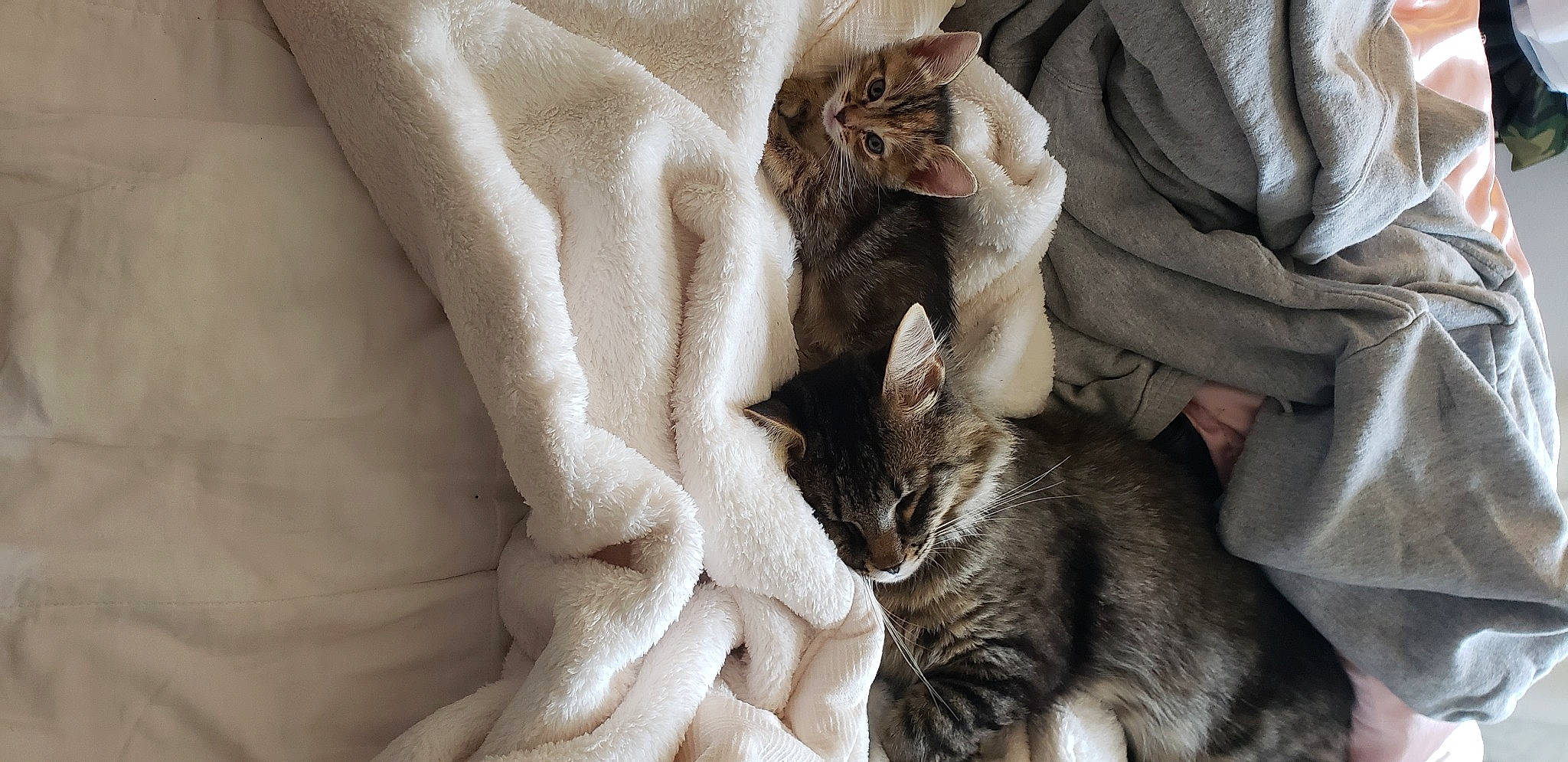 Karen And Kyle is registered to the contest to win money with this photo: carnivore, cat, claw, comfort, domestic_short_haired_cat, ear, fawn, felidae, fur, grey, human_leg, linens, mammal, nap, paw, small_to_medium_sized_cats, tail, vertebrate, whiskers, window