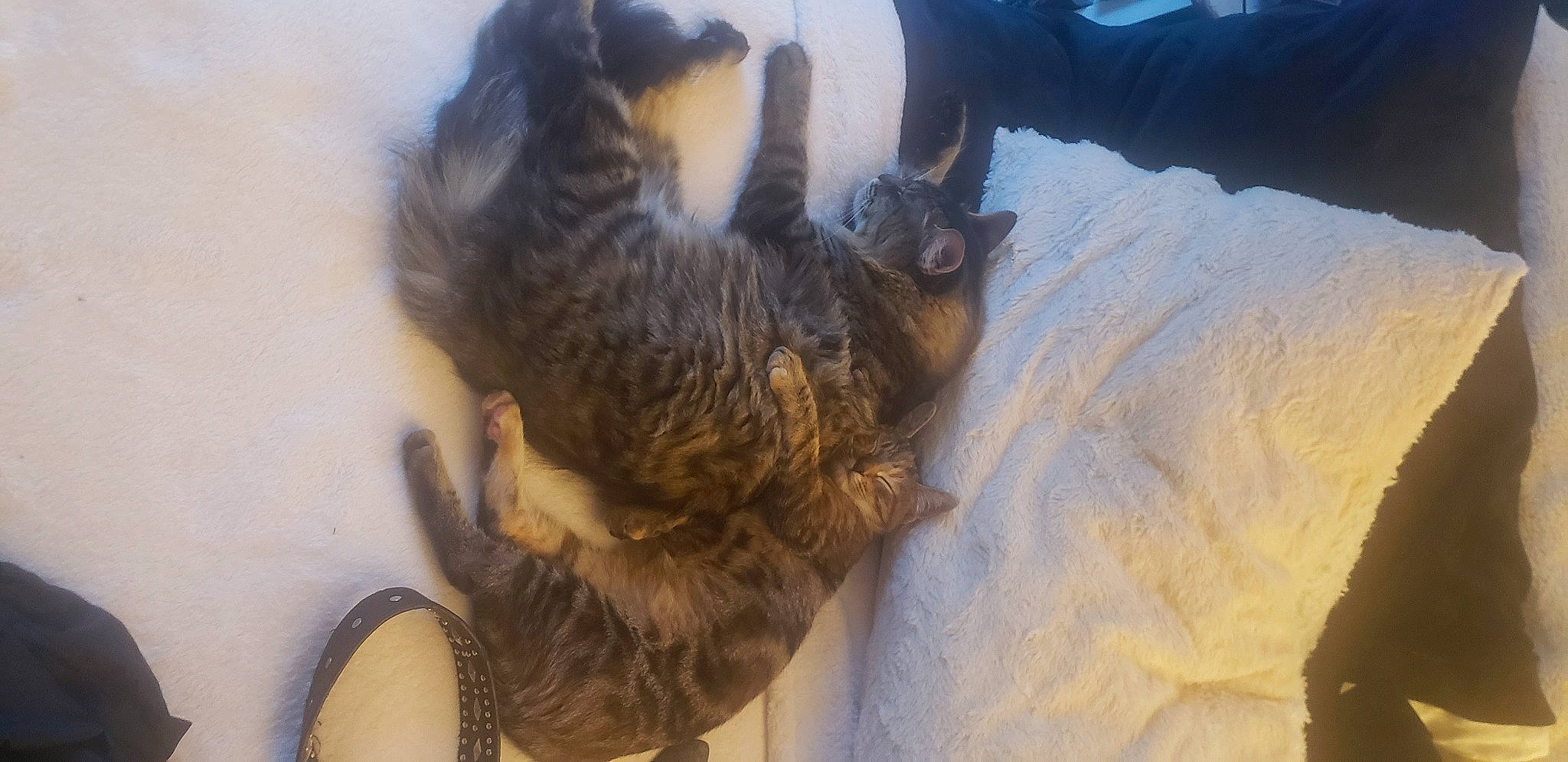 Karen And Kyle is registered to the contest to win money with this photo: beard, canidae, carnivore, claw, comfort, companion_dog, dog_breed, fawn, felidae, fur, livestock, paw, small_to_medium_sized_cats, sporting_group, tail, whiskers