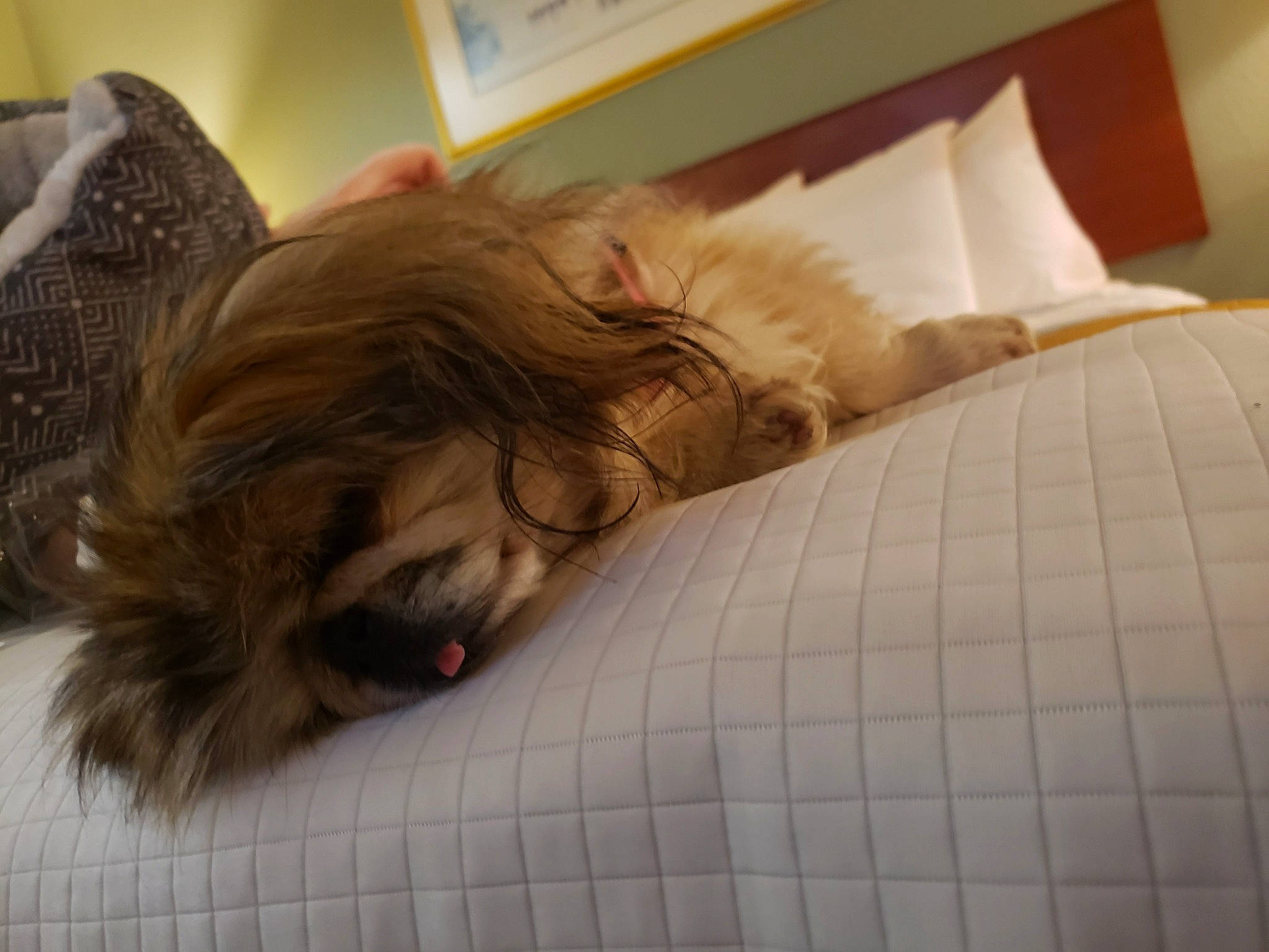 Candy joined the competition — help win amazing prizes! bed_sheet, bedding, bedroom, comfort, companion_dog, dog, dog_breed, dog_supply, duvet, fawn, felidae, flooring, fur, linens, liver, puppy, small_terrier, terrier, toy_dog, working_animal