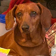 Sassy joined the competition — help win amazing prizes! dog, brown_dog, pet, indoor, floppy_ears, animal, close_up, looking_at_camera, calm, household, plaid_shirt, red_cloth, table, domestic_animal, mammal, companion_animal, portrait, ears, snout, fur