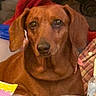 dog, brown_dog, pet, indoor, floppy_ears, animal, close_up, looking_at_camera, calm, household, plaid_shirt, red_cloth, table, domestic_animal, mammal, companion_animal, portrait, ears, snout, fur