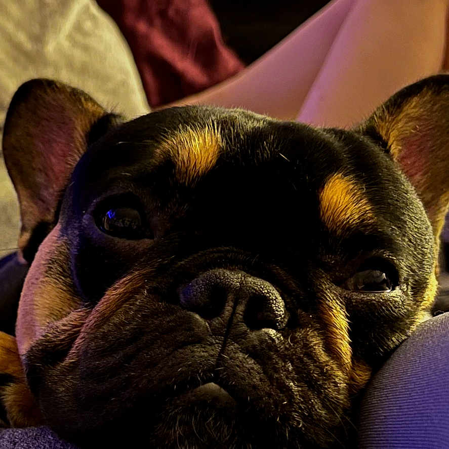 Peach joined the competition — help win amazing prizes! advertisement, animal, book, boxer, bulldog, canine, comics, dog, frenchbulldog, pet, pitbull, poster, publication, pug, puppy, purple, snout